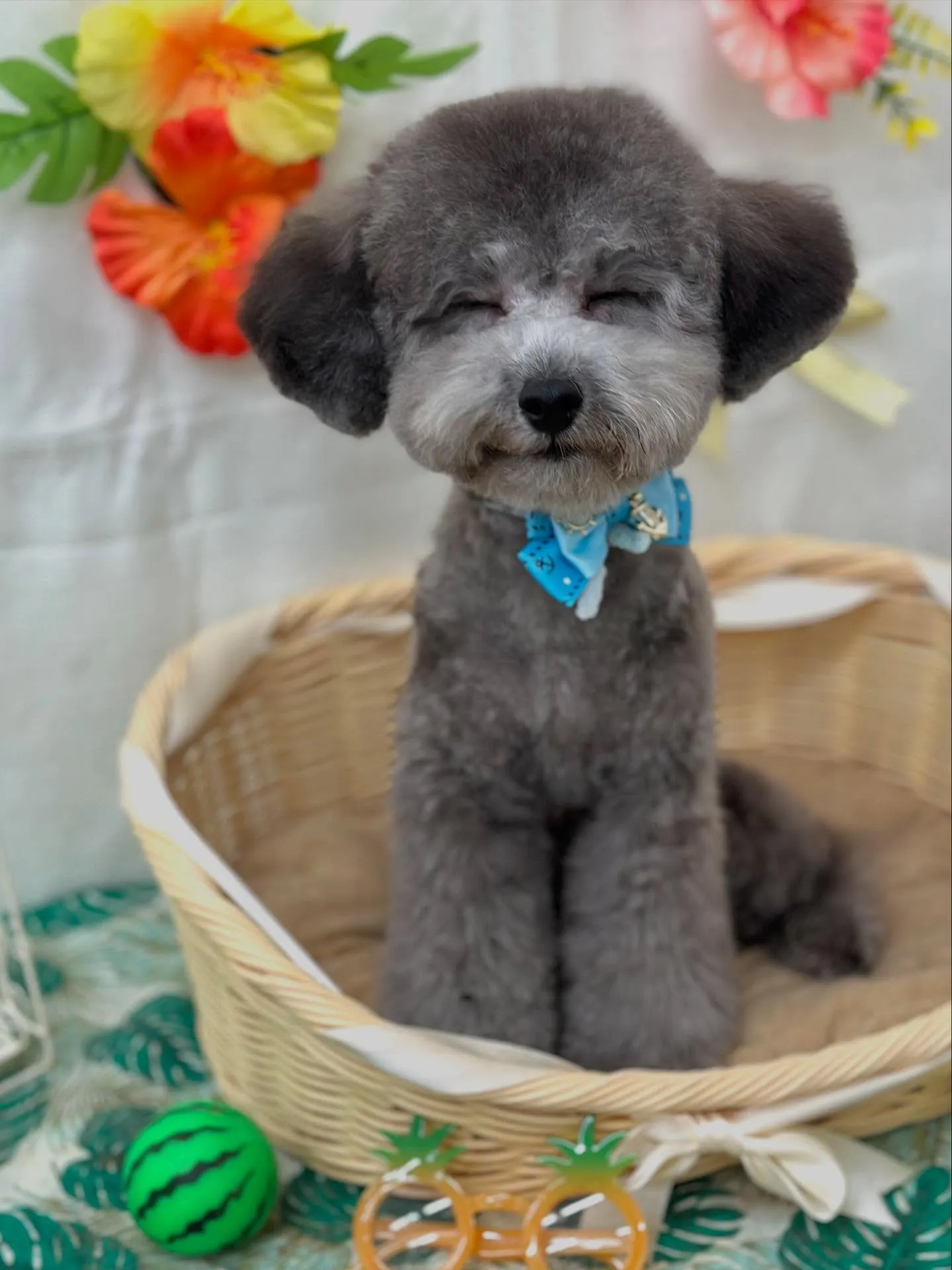 ノアくん🐨🩶