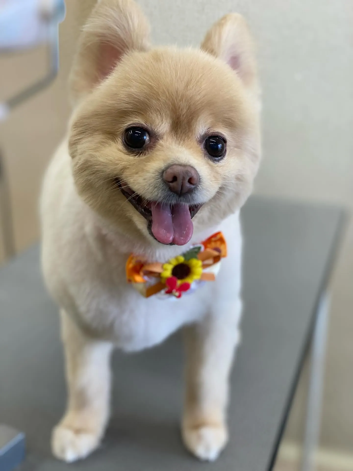 あんずちゃん💓