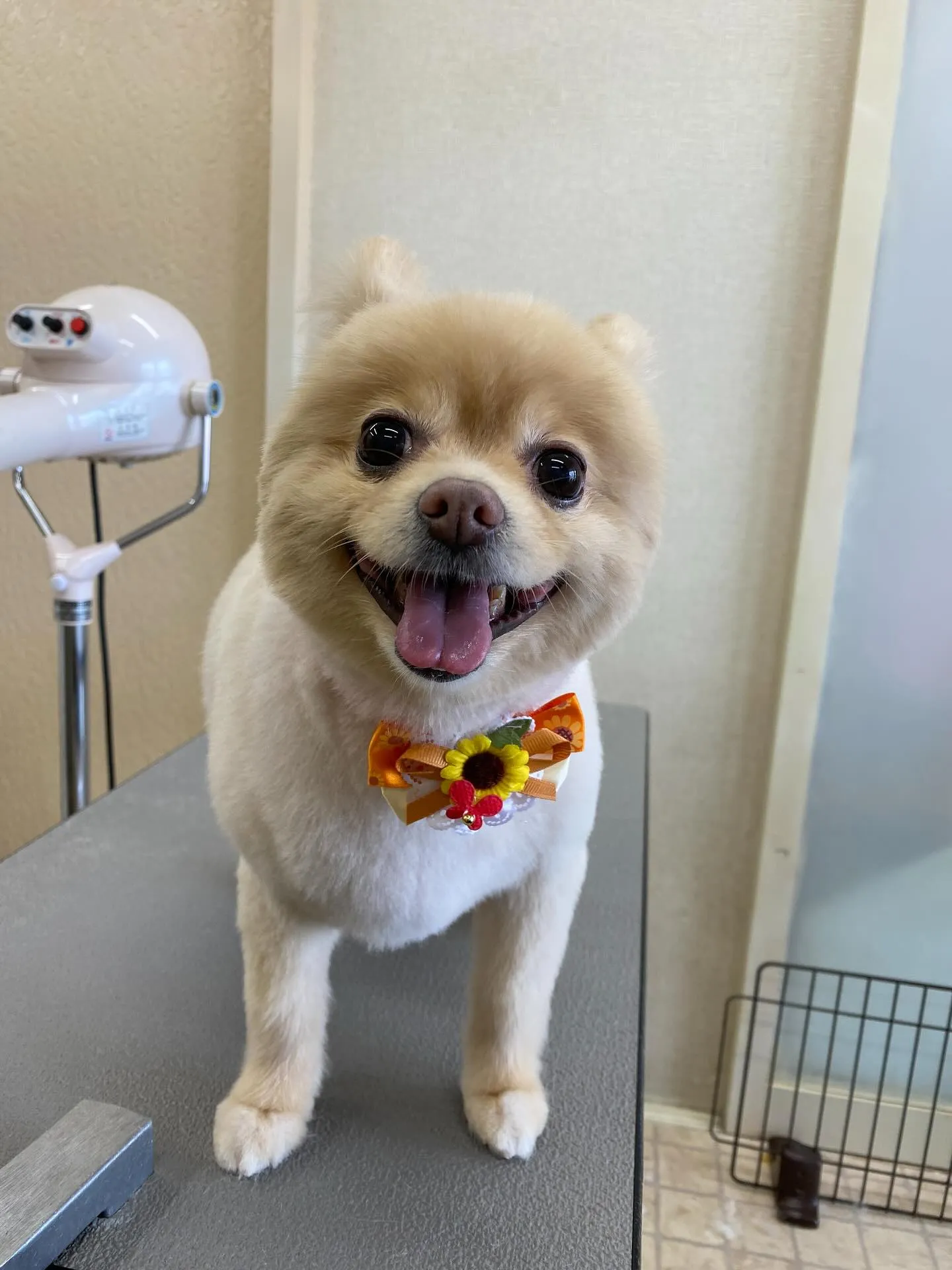 あんずちゃん💓