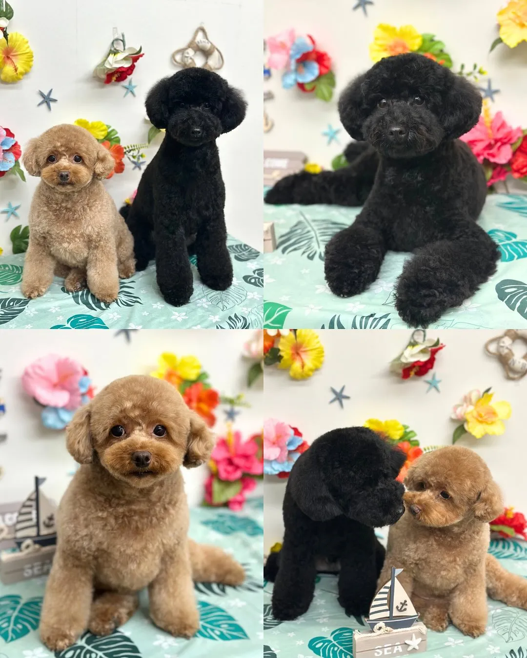 🌺ここちゃん･なぎくん🌺