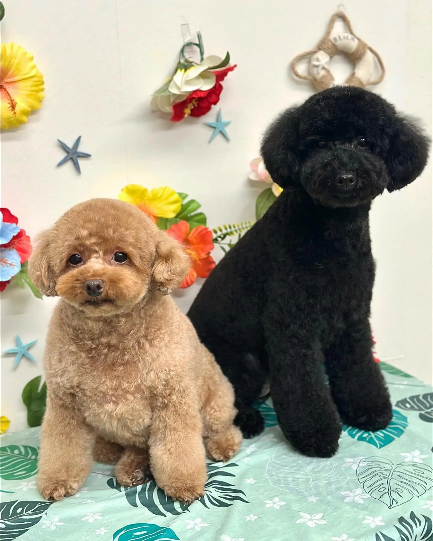 🌺ここちゃん･なぎくん🌺