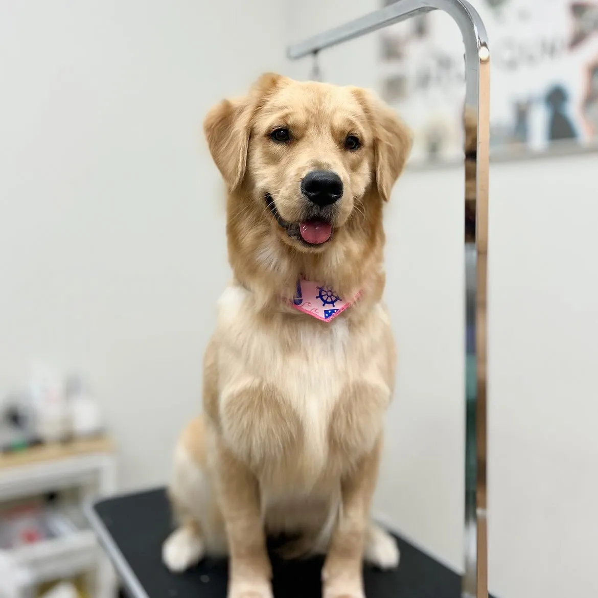 🌼はなちゃん🌼