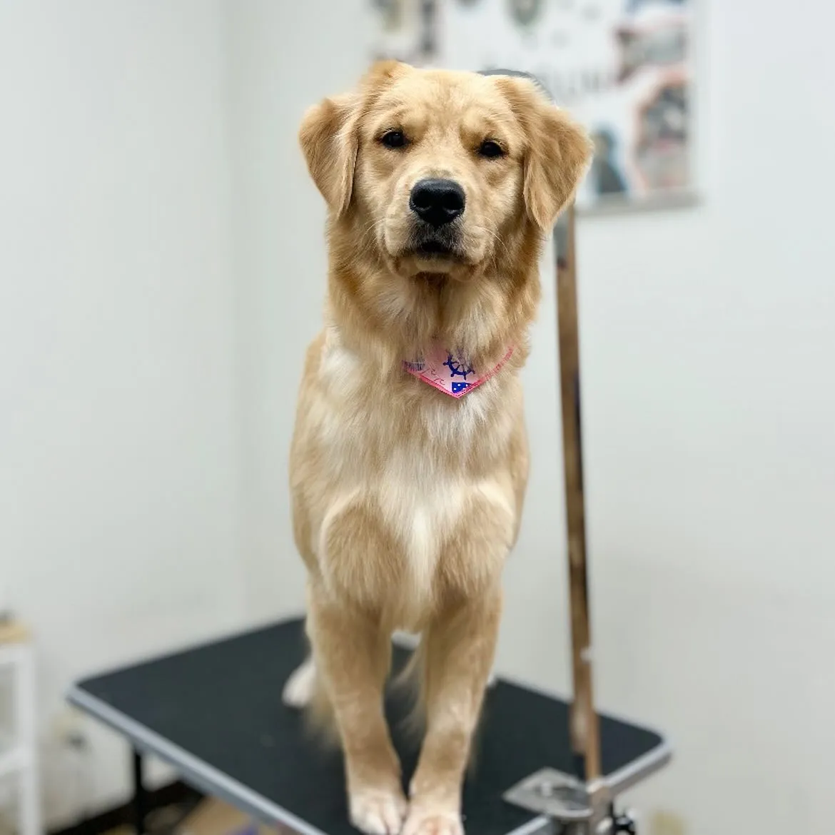 🌼はなちゃん🌼