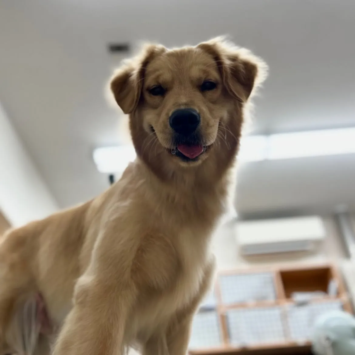 🌼はなちゃん🌼