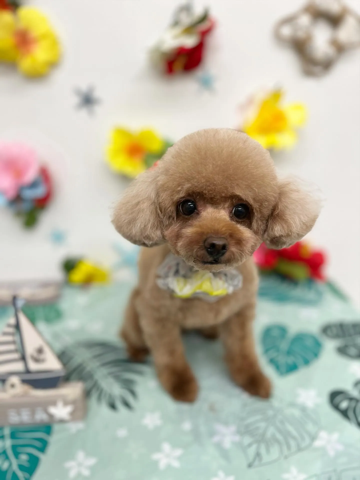 モコちゃん🌺🩷