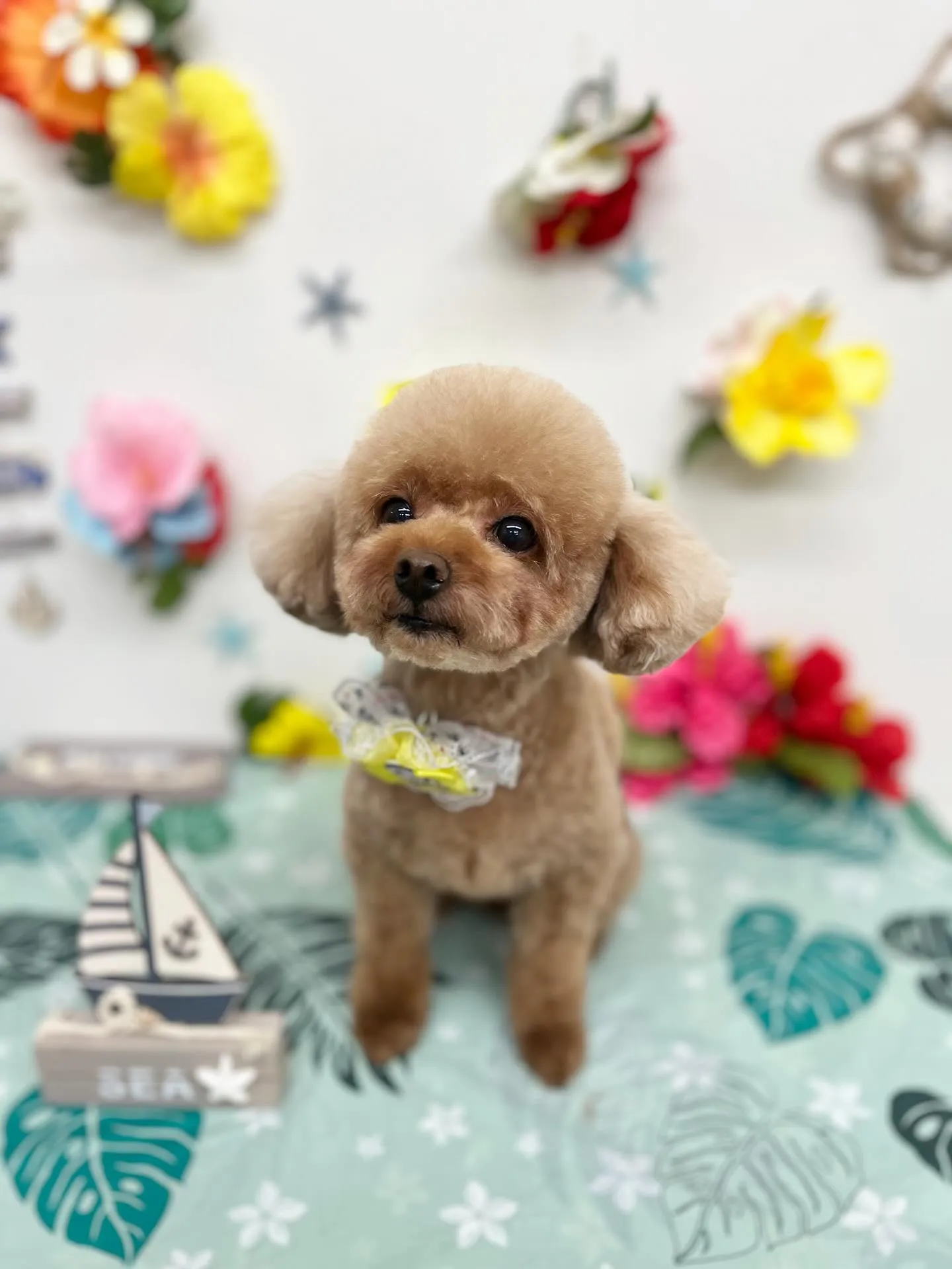 モコちゃん🌺🩷