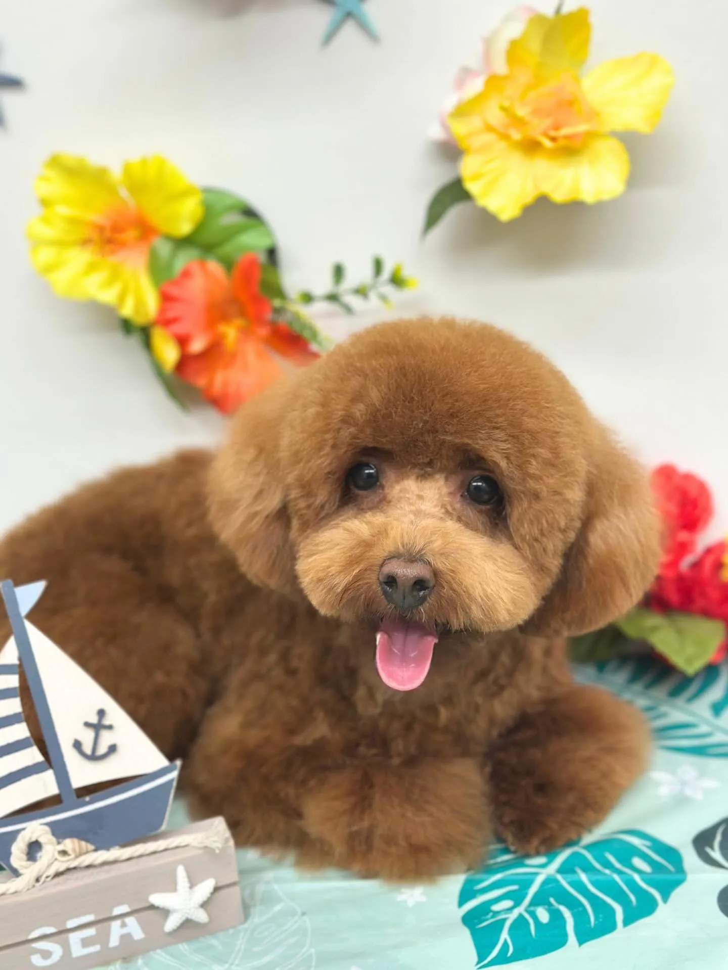 🌺けんしんくん🌺