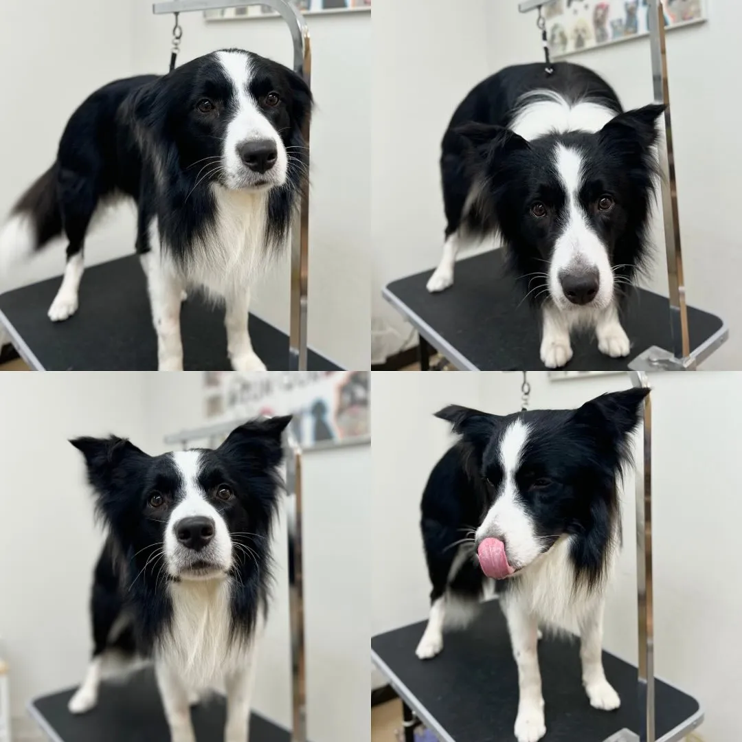 ロッキーくん🐼