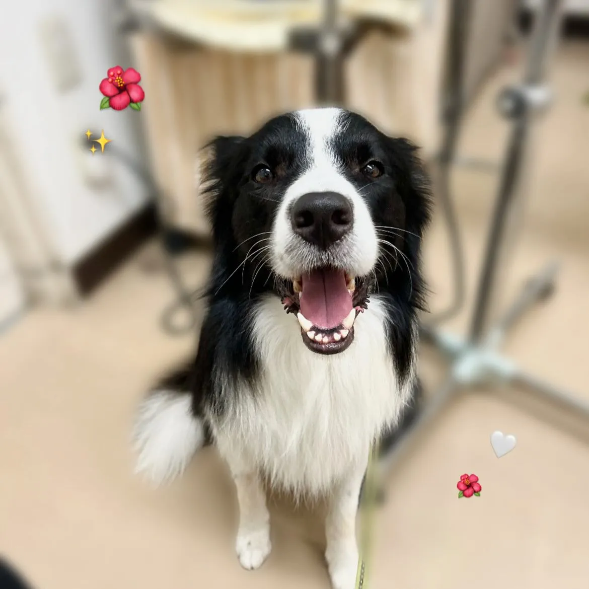 ロッキーくん🐼