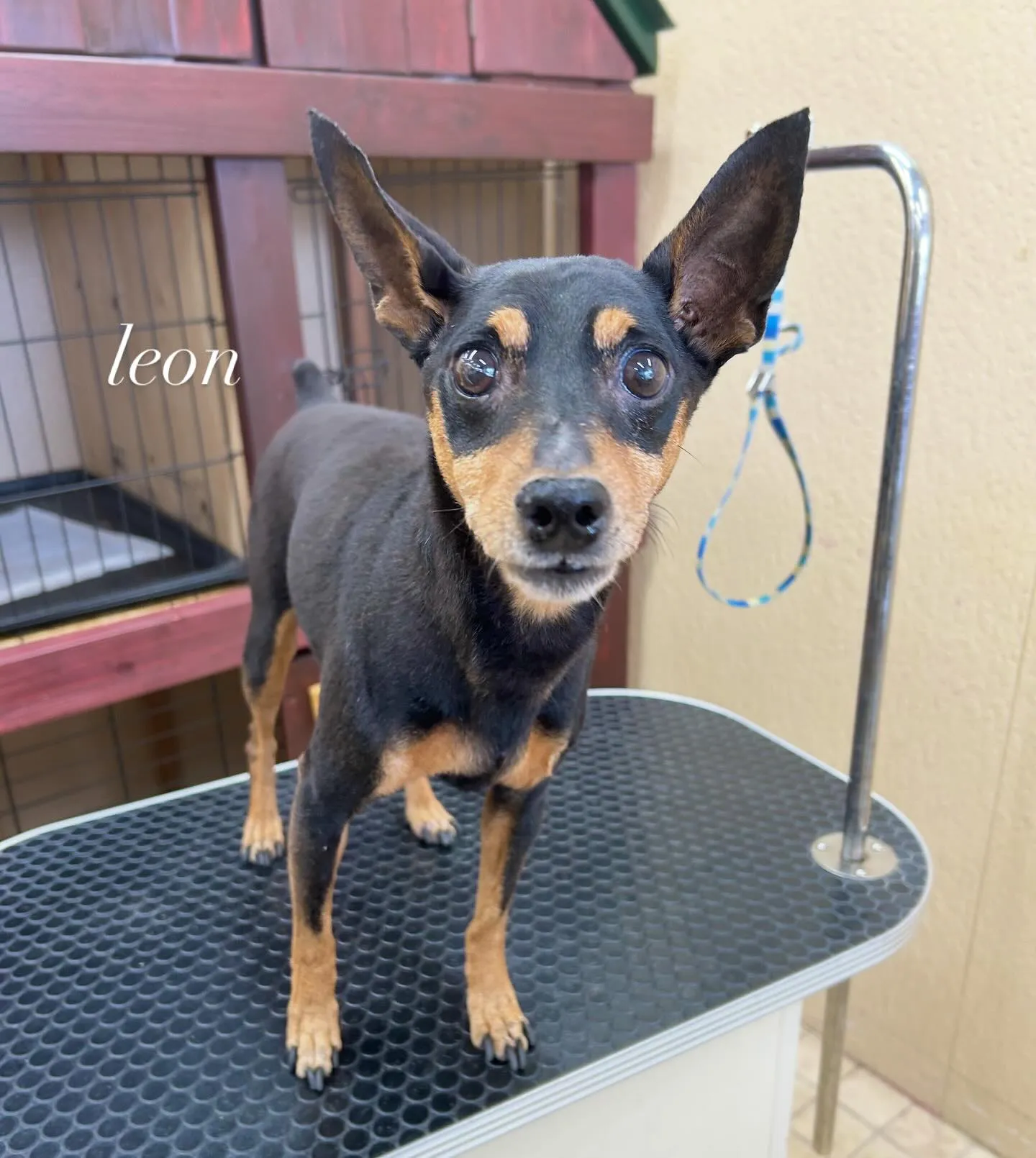 レオンちゃん🌺