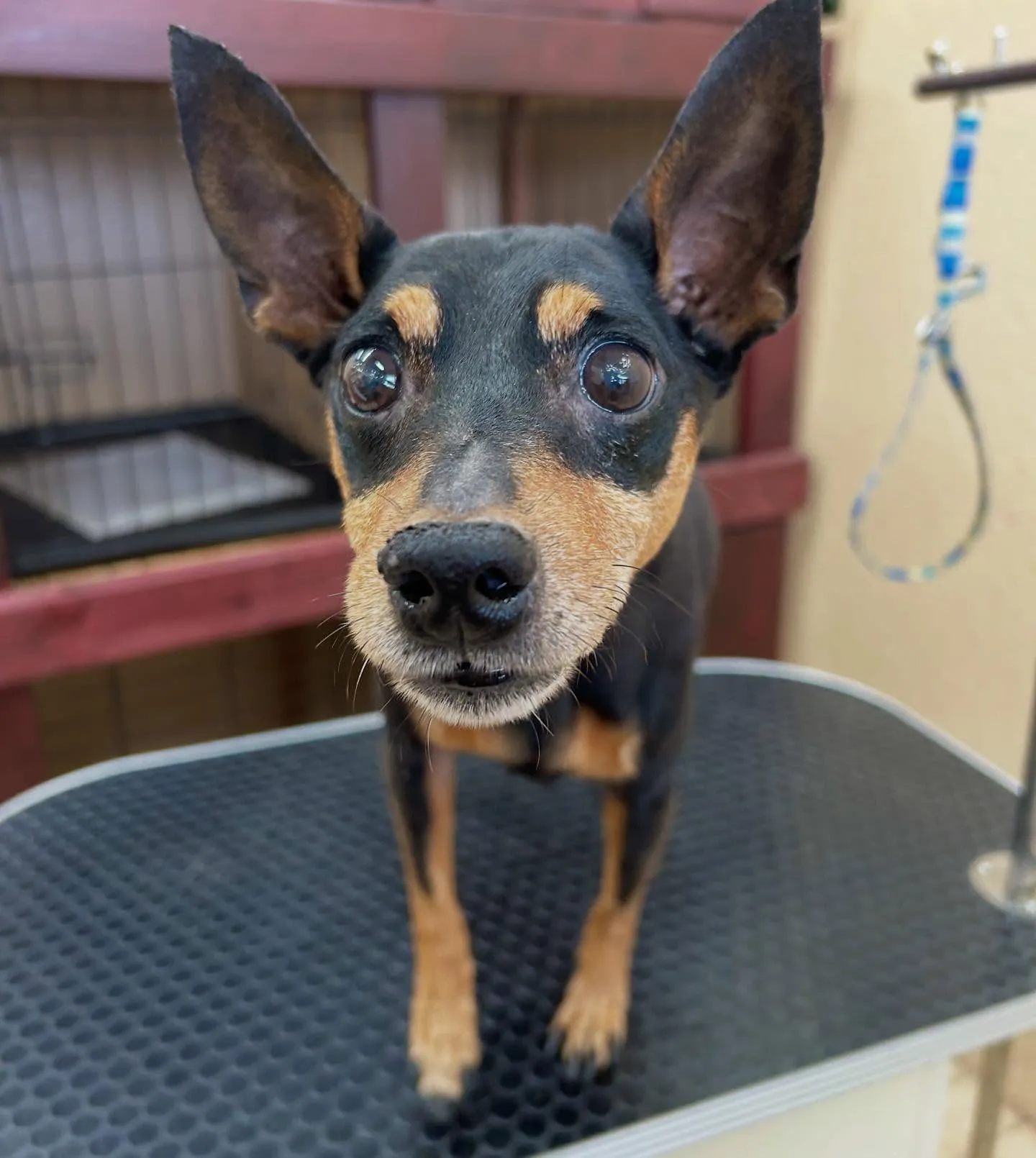 レオンちゃん🌺