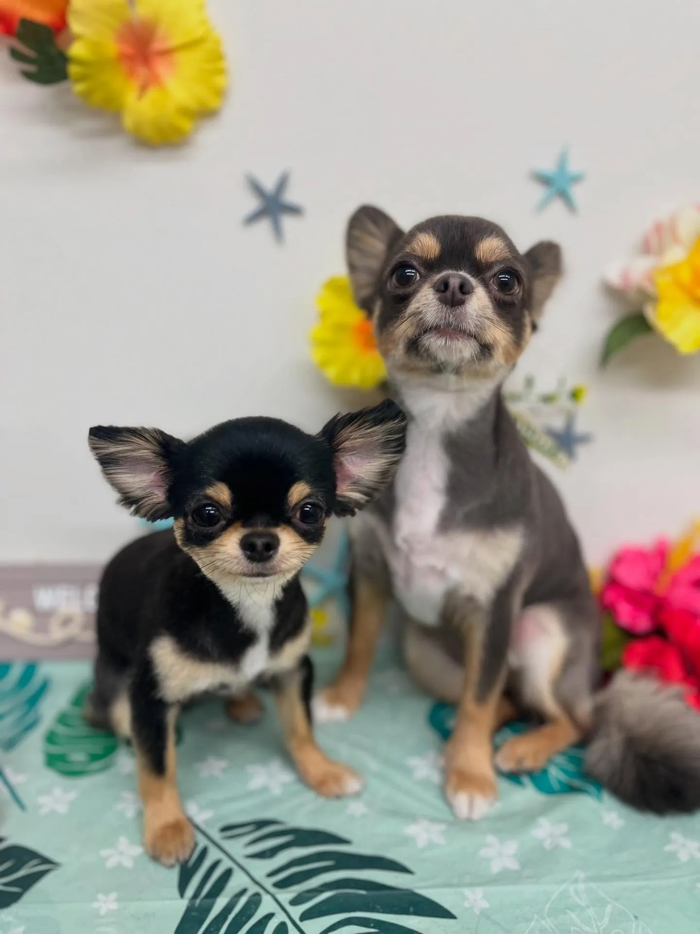 アップルちゃん🍎パインちゃん🍍