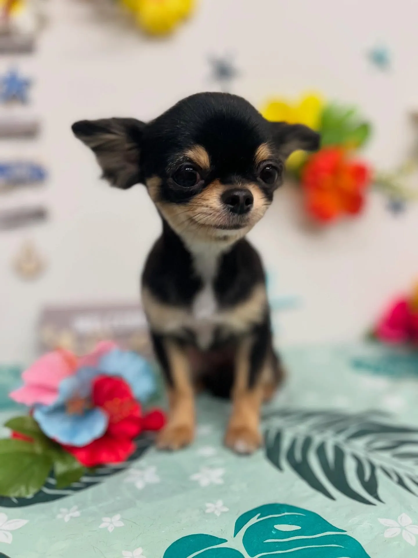 アップルちゃん🍎パインちゃん🍍