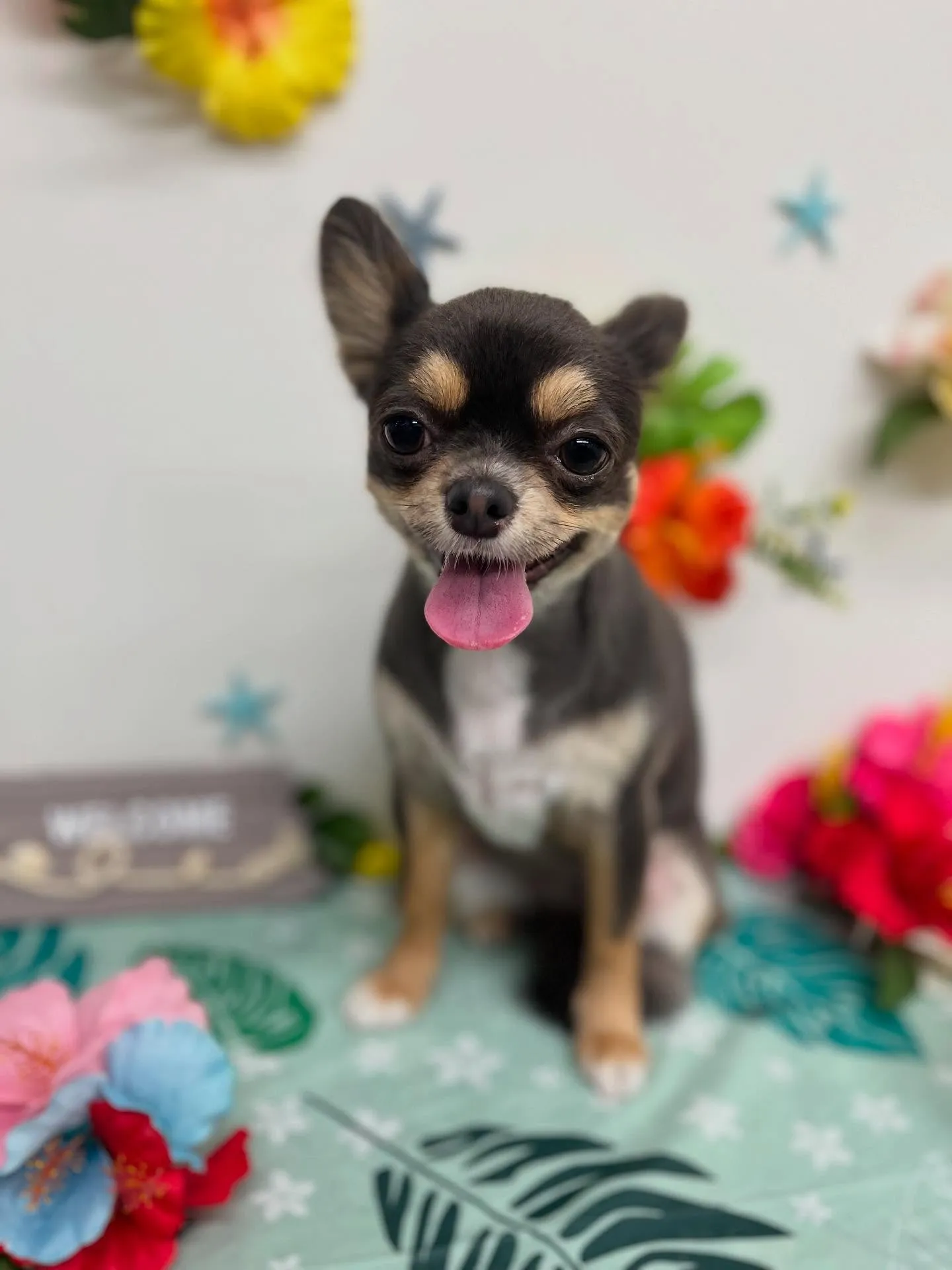 アップルちゃん🍎パインちゃん🍍