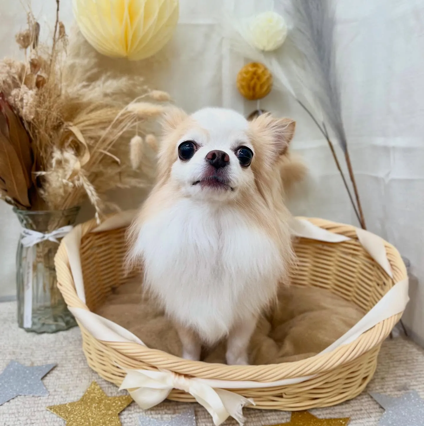 とろんちゃん🍡