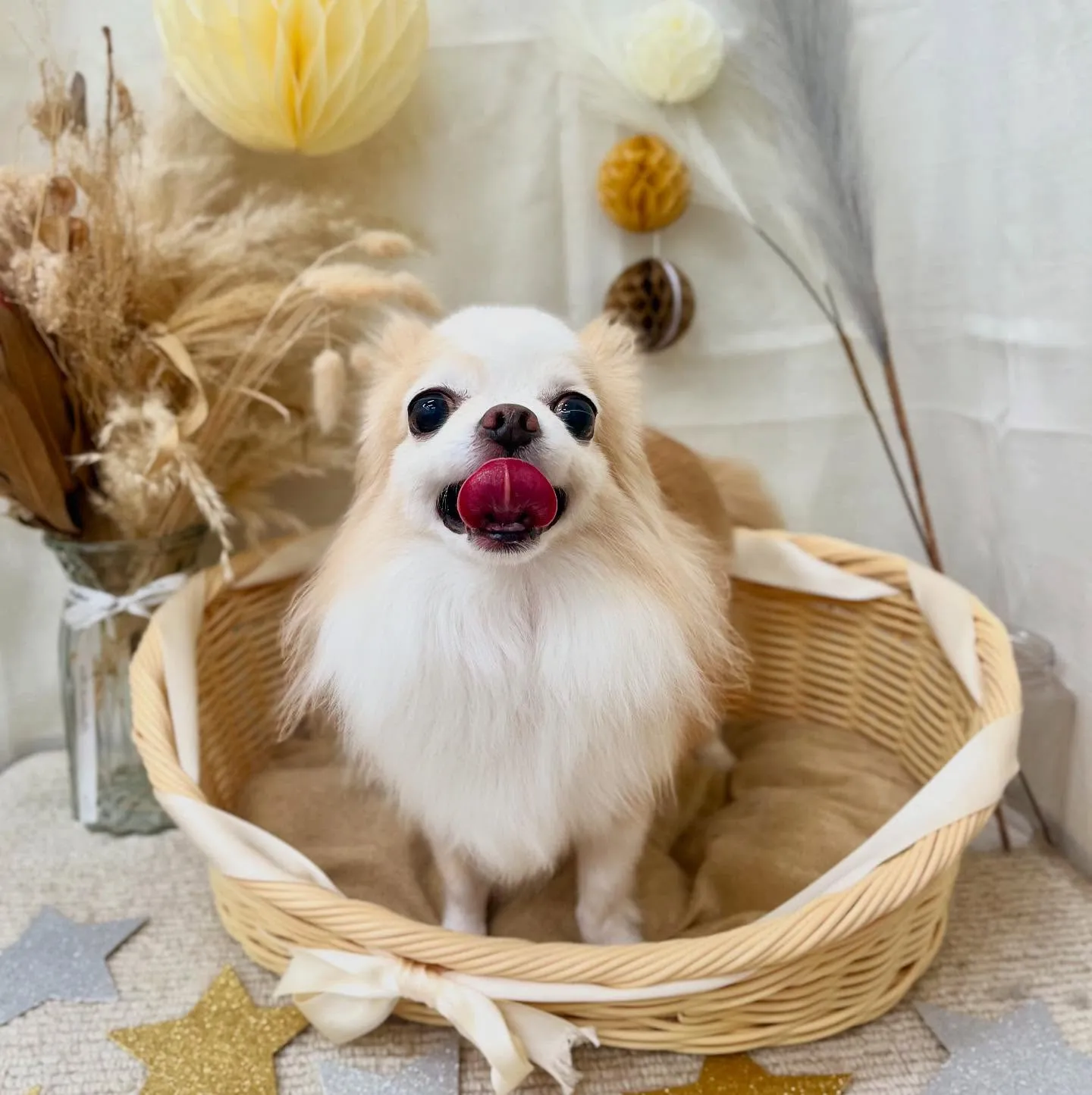 とろんちゃん🍡