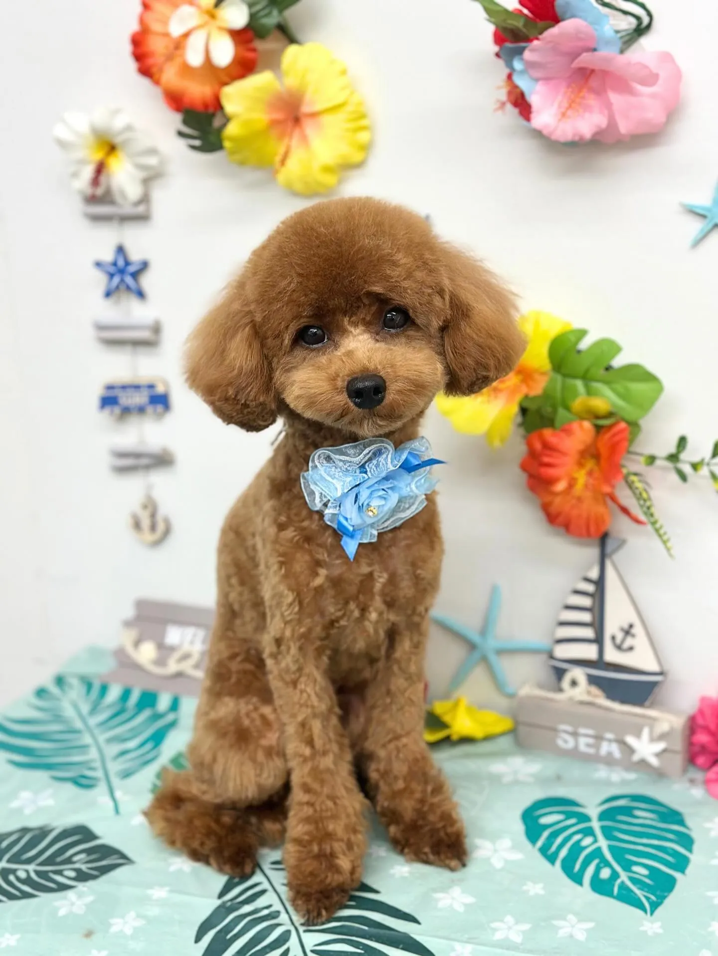 🌺ぷうくん🌺