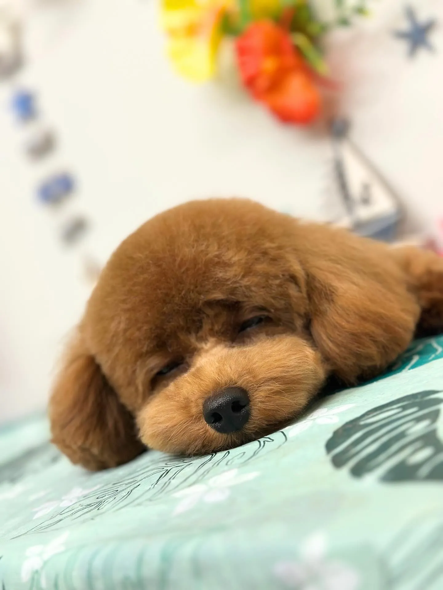 🌺ぷうくん🌺