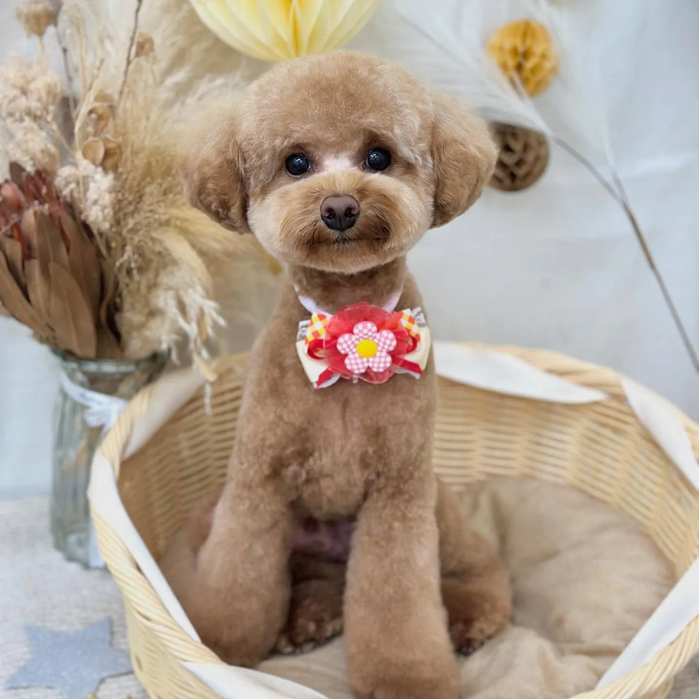 こたろうくん🧸🍒