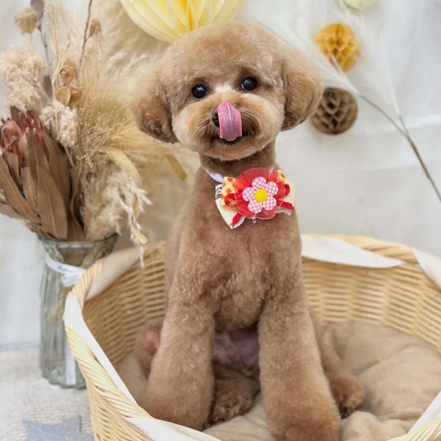 こたろうくん🧸🍒