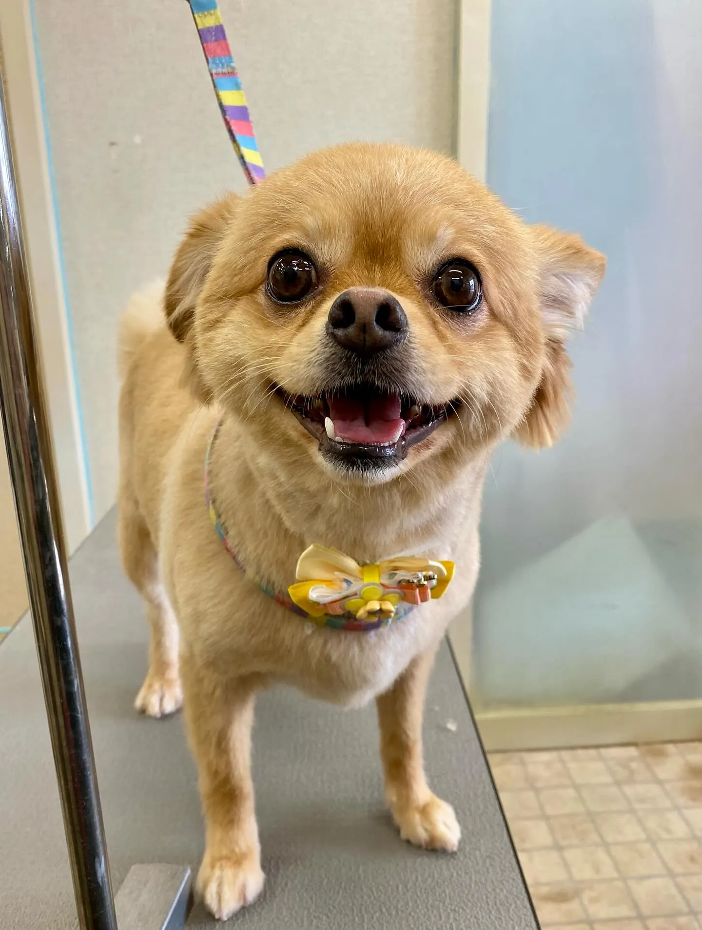 こむぎちゃん💓