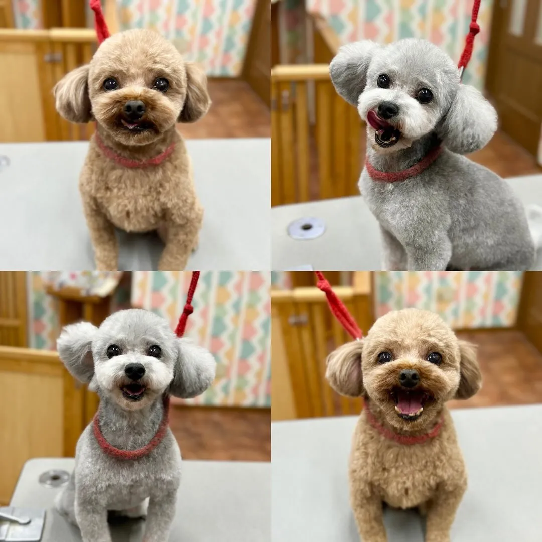 🌼もこちゃん・こてつくん🌼