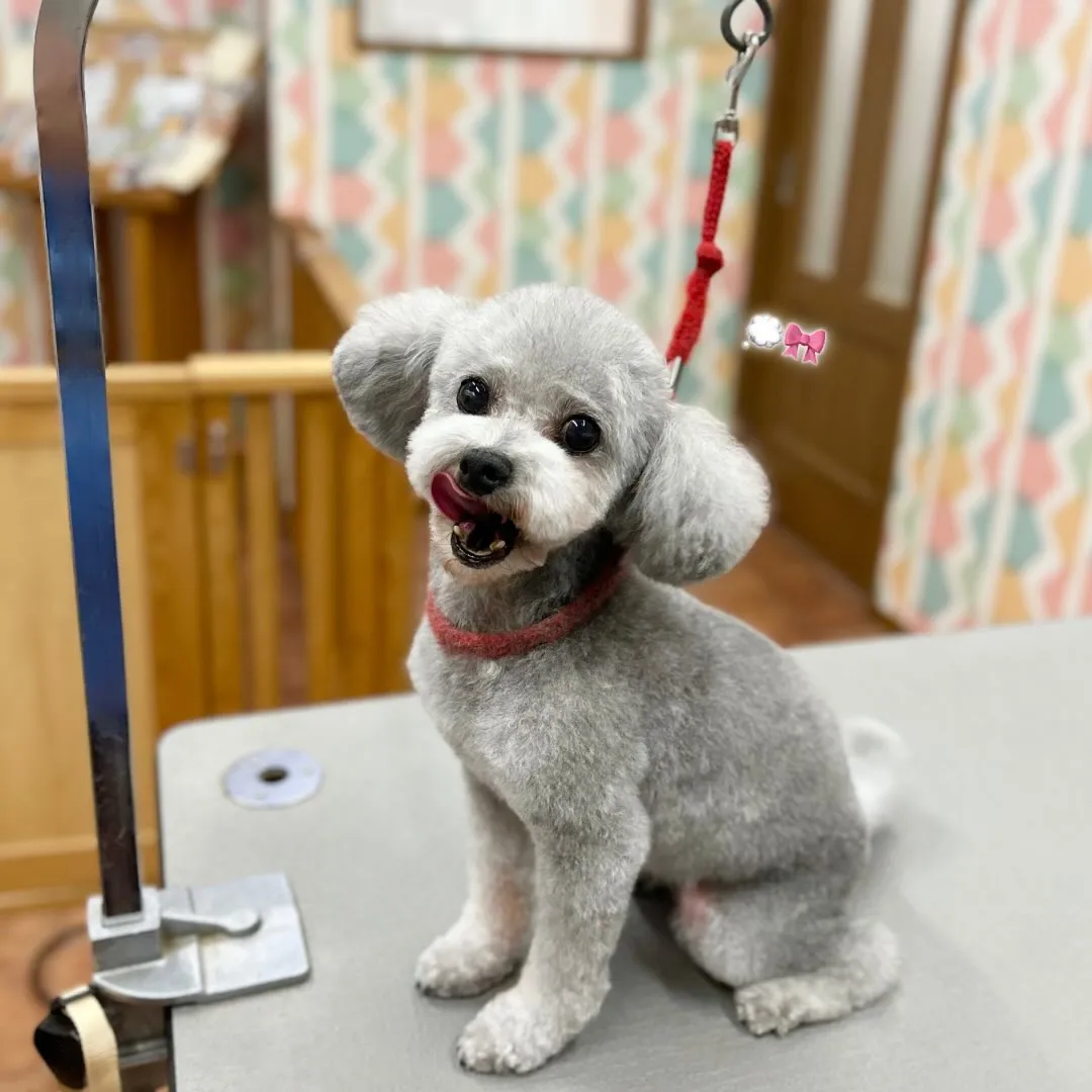 🌼もこちゃん・こてつくん🌼