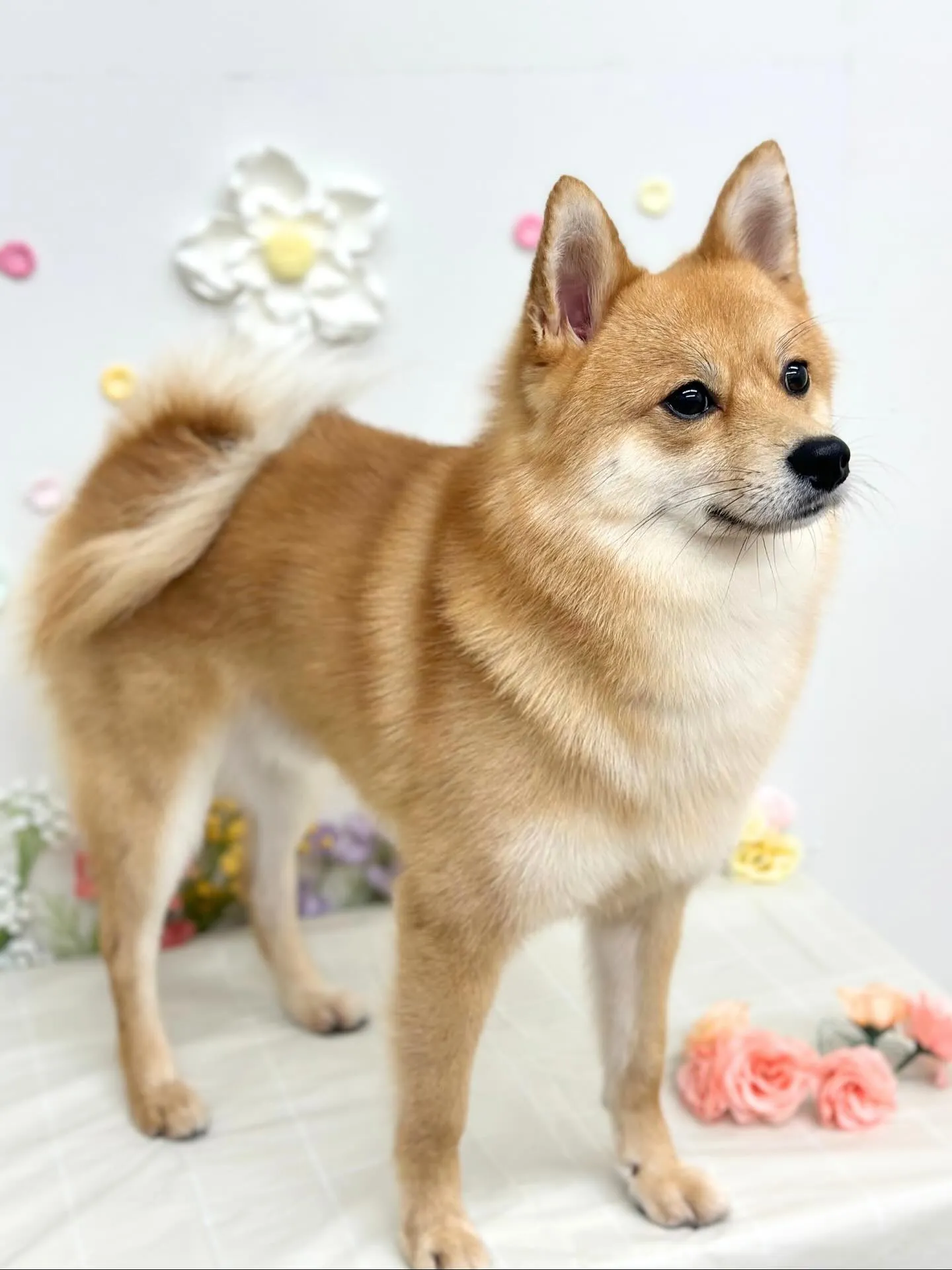 🌿‬ロキくん🌿