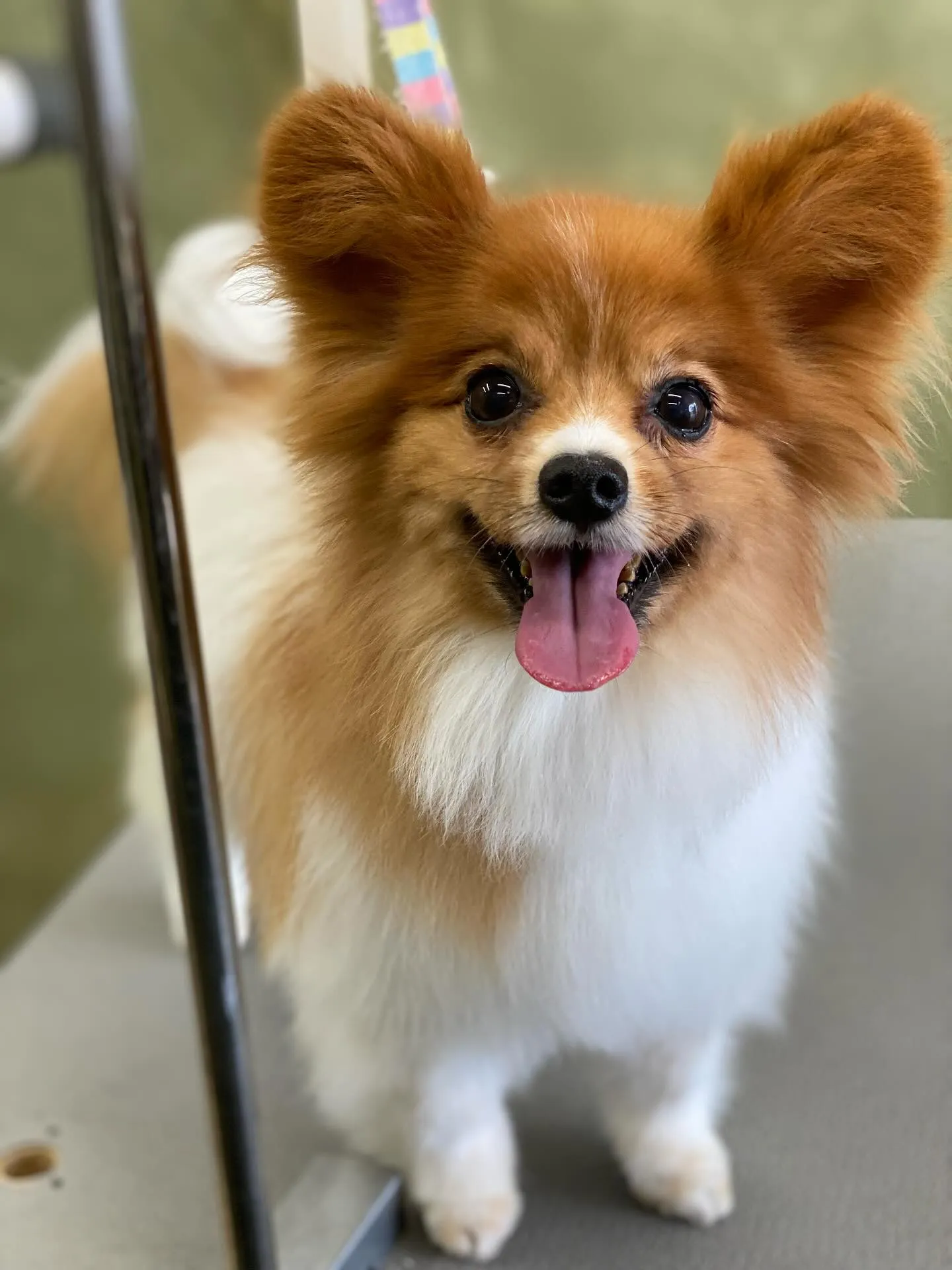 チョコちゃん💓