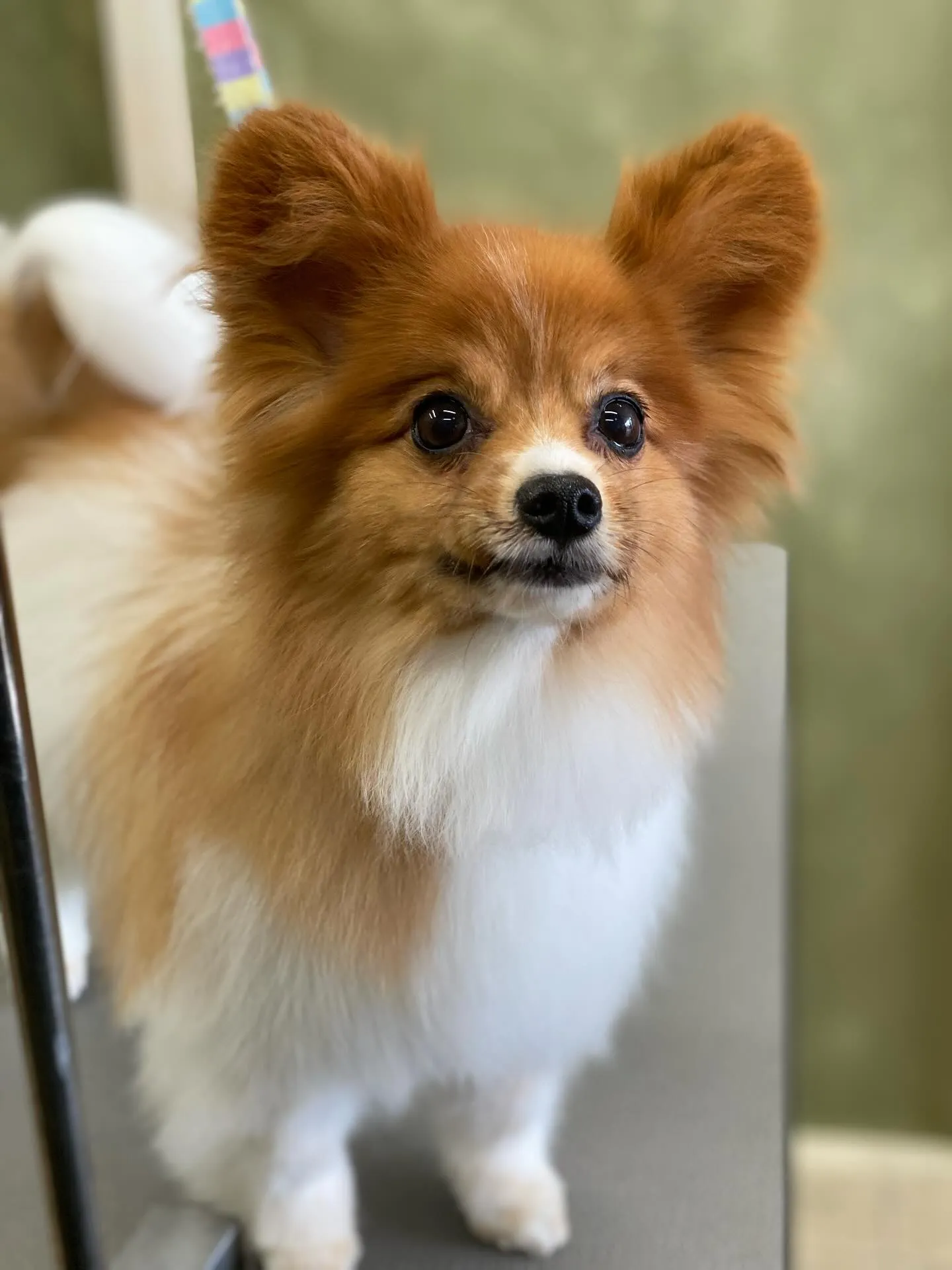 チョコちゃん💓