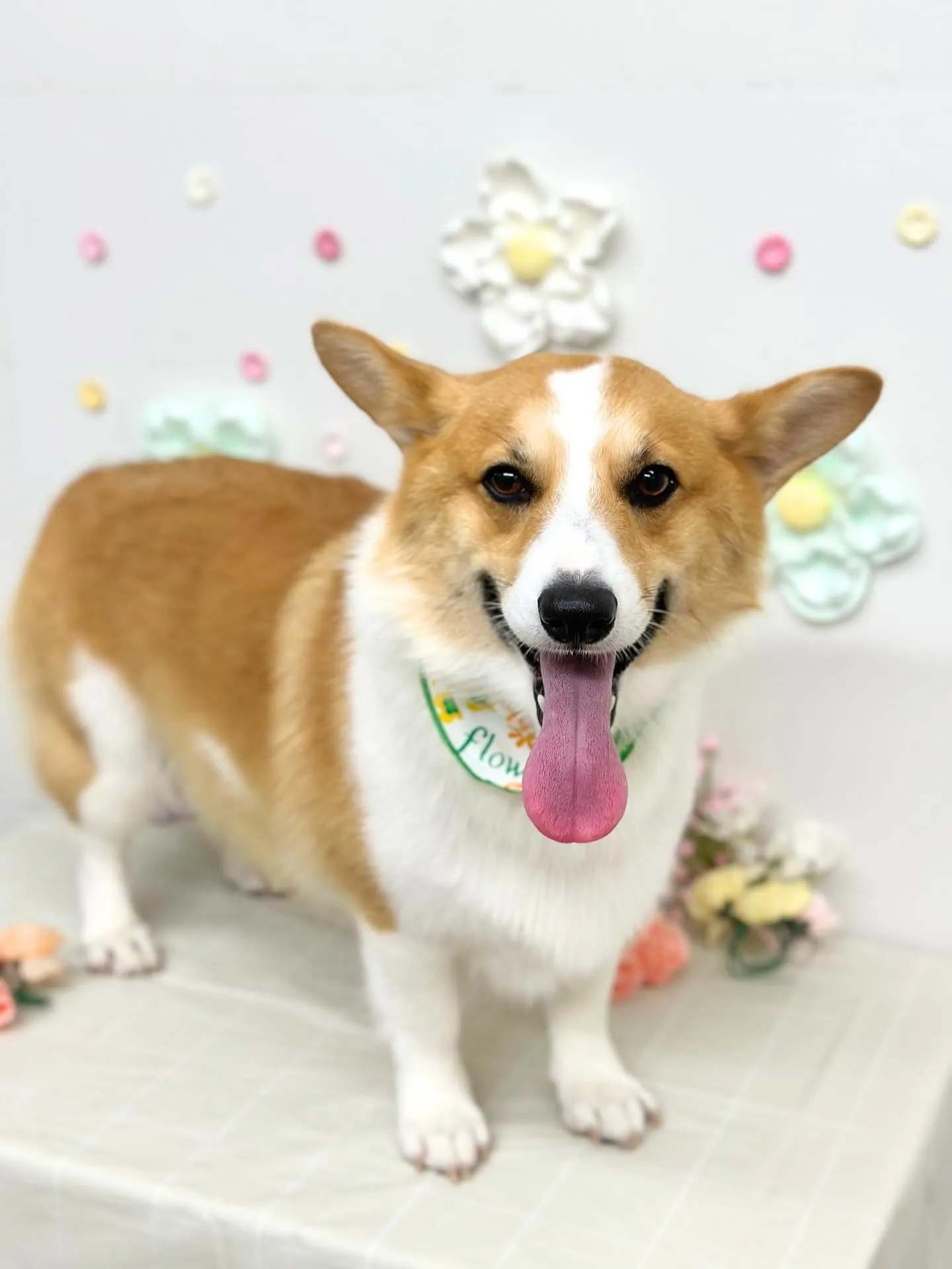 🌿‬ルイスくん🌿