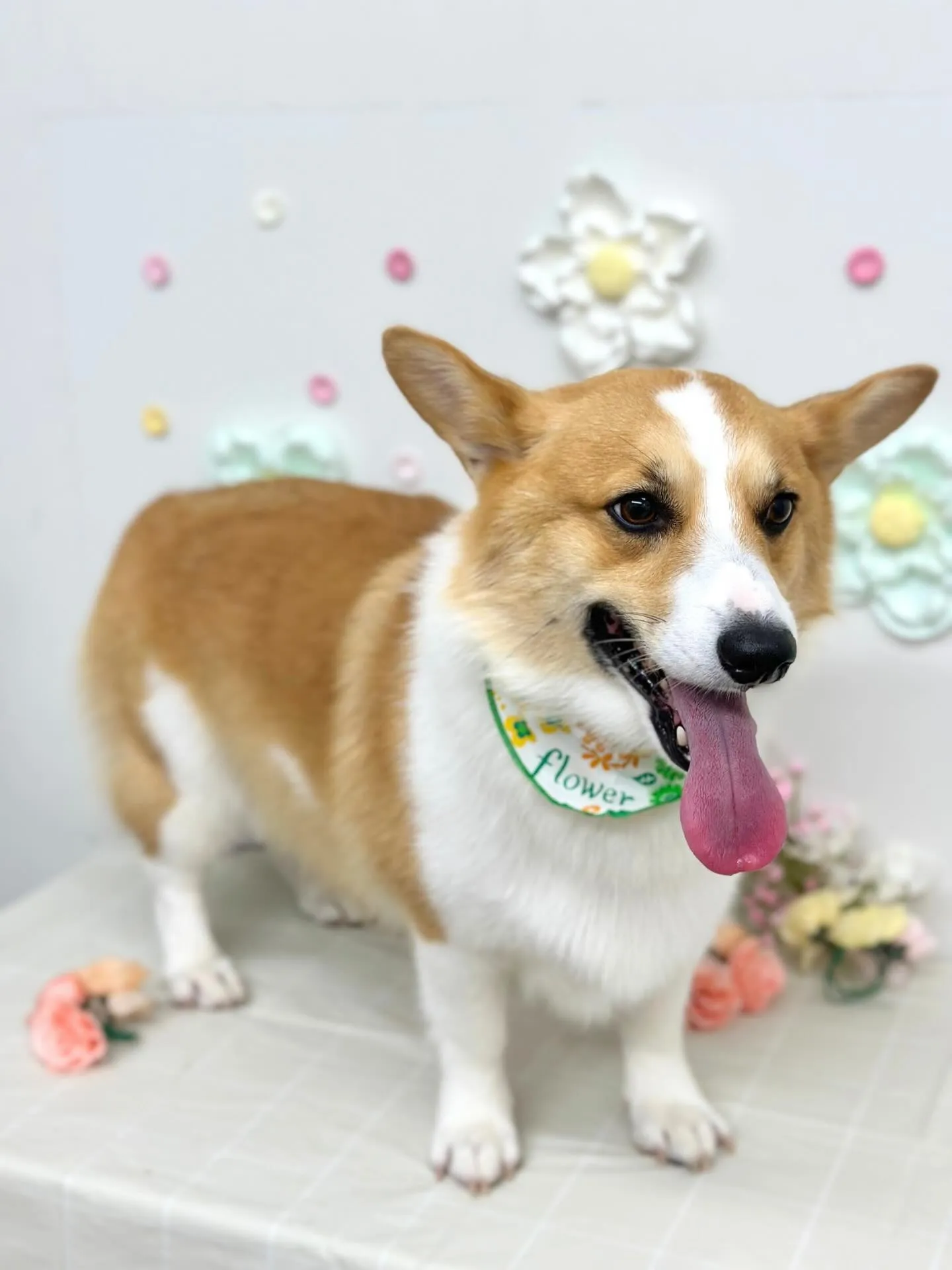 🌿‬ルイスくん🌿