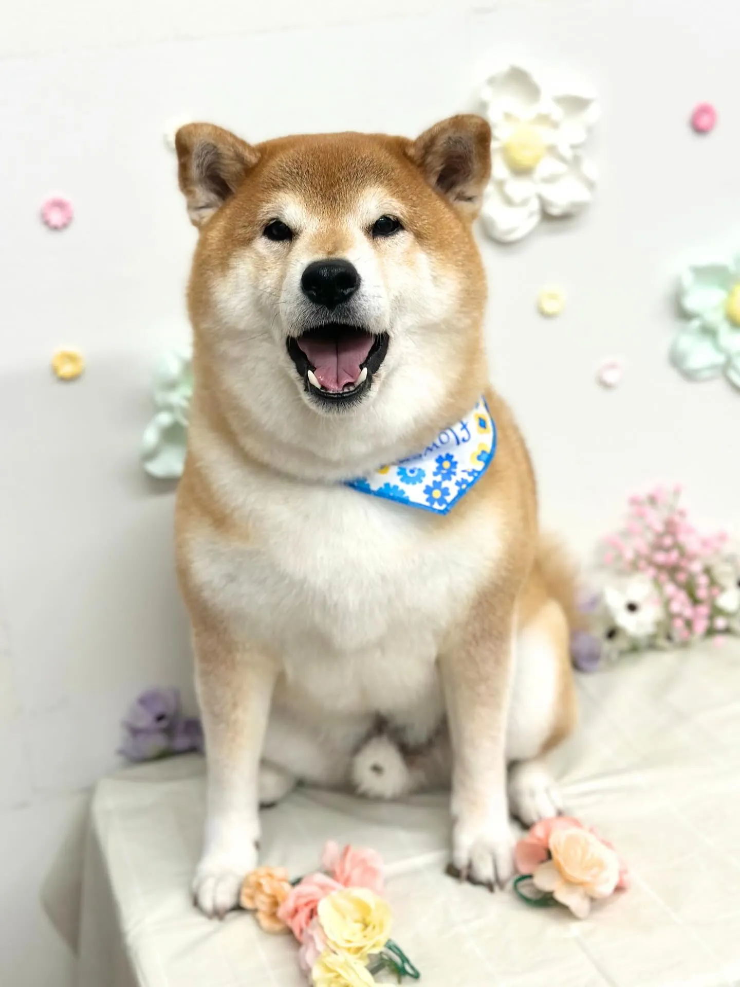 🌿‬まめくん🌿