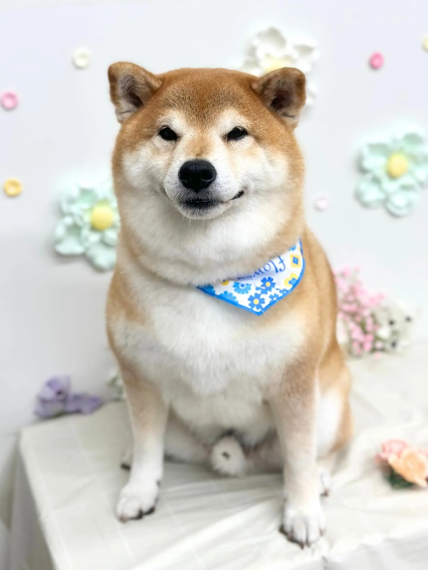 🌿‬まめくん🌿