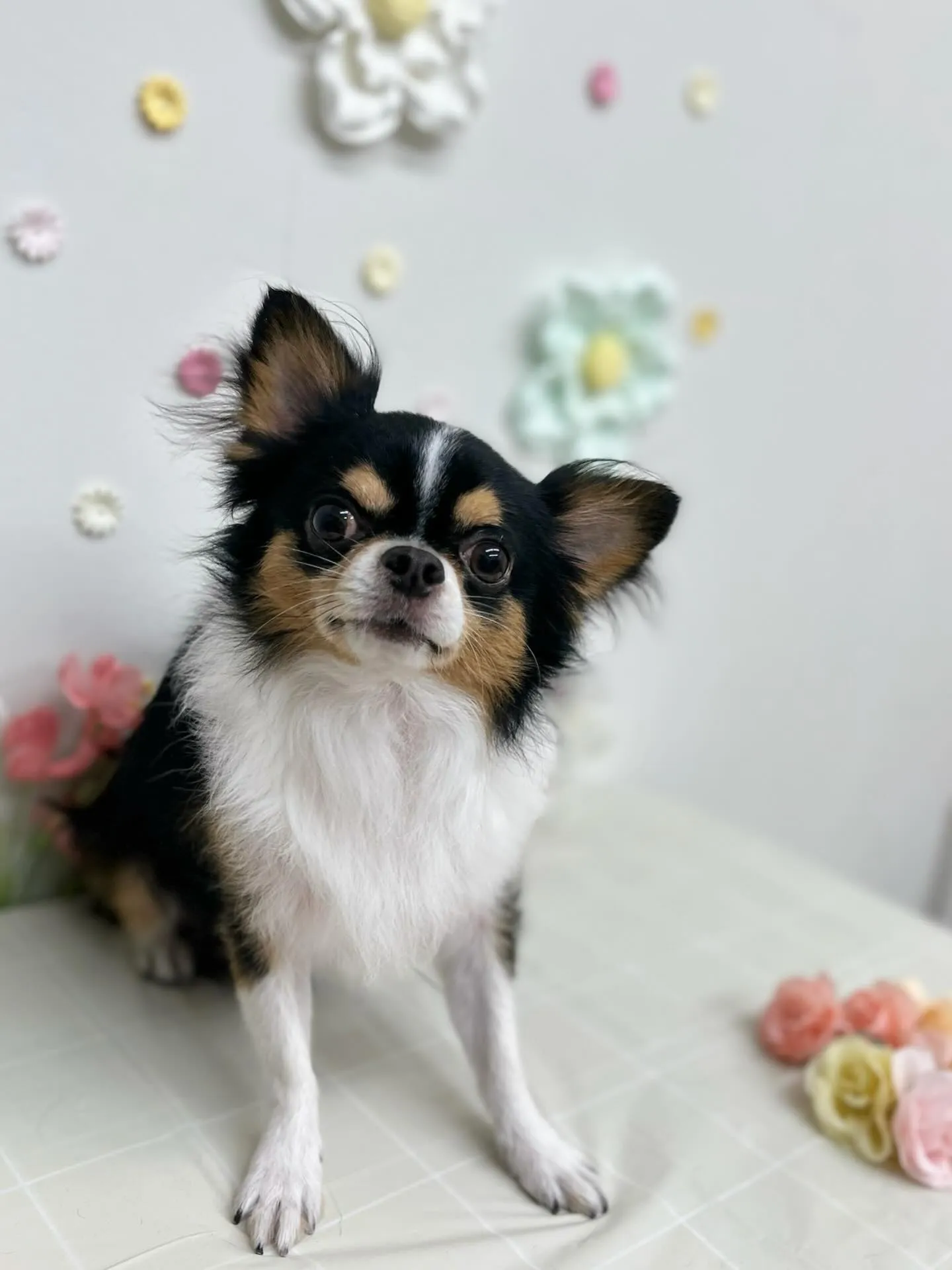 コタローくん🩵