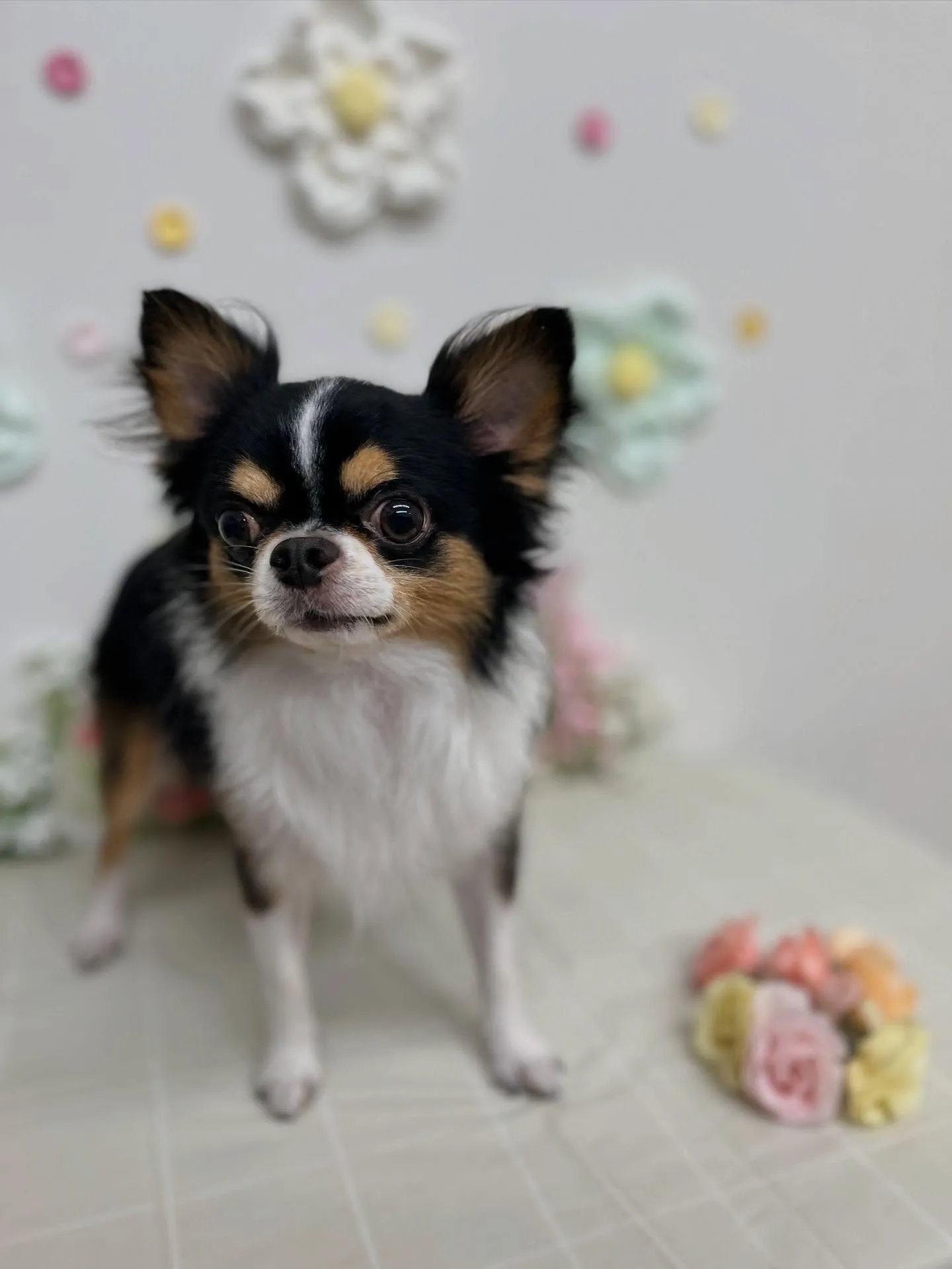 コタローくん🩵