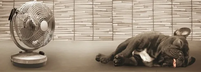 鈴鹿市の犬の夏痩せ秋太り対策法