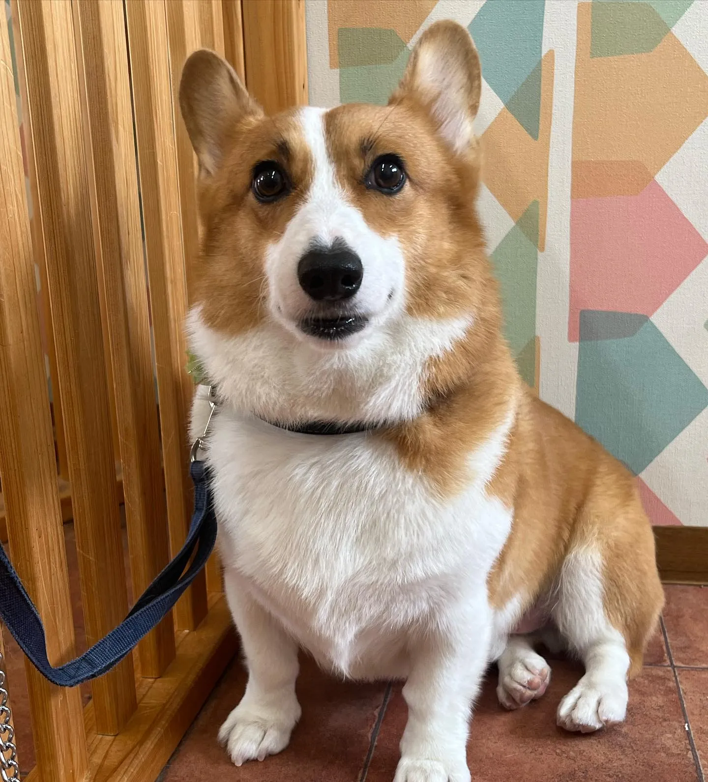 コロロンくん︎💕︎︎