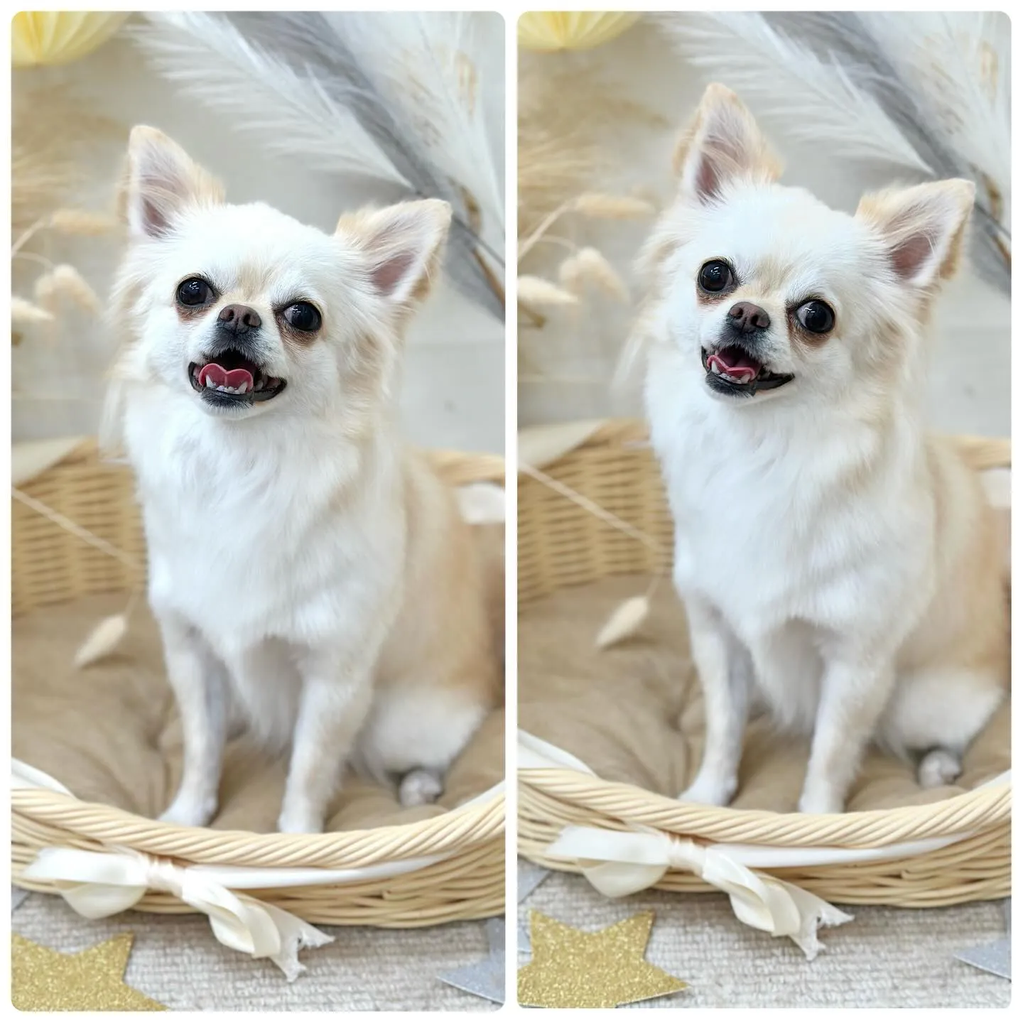 すぅちゃん🌼🫧