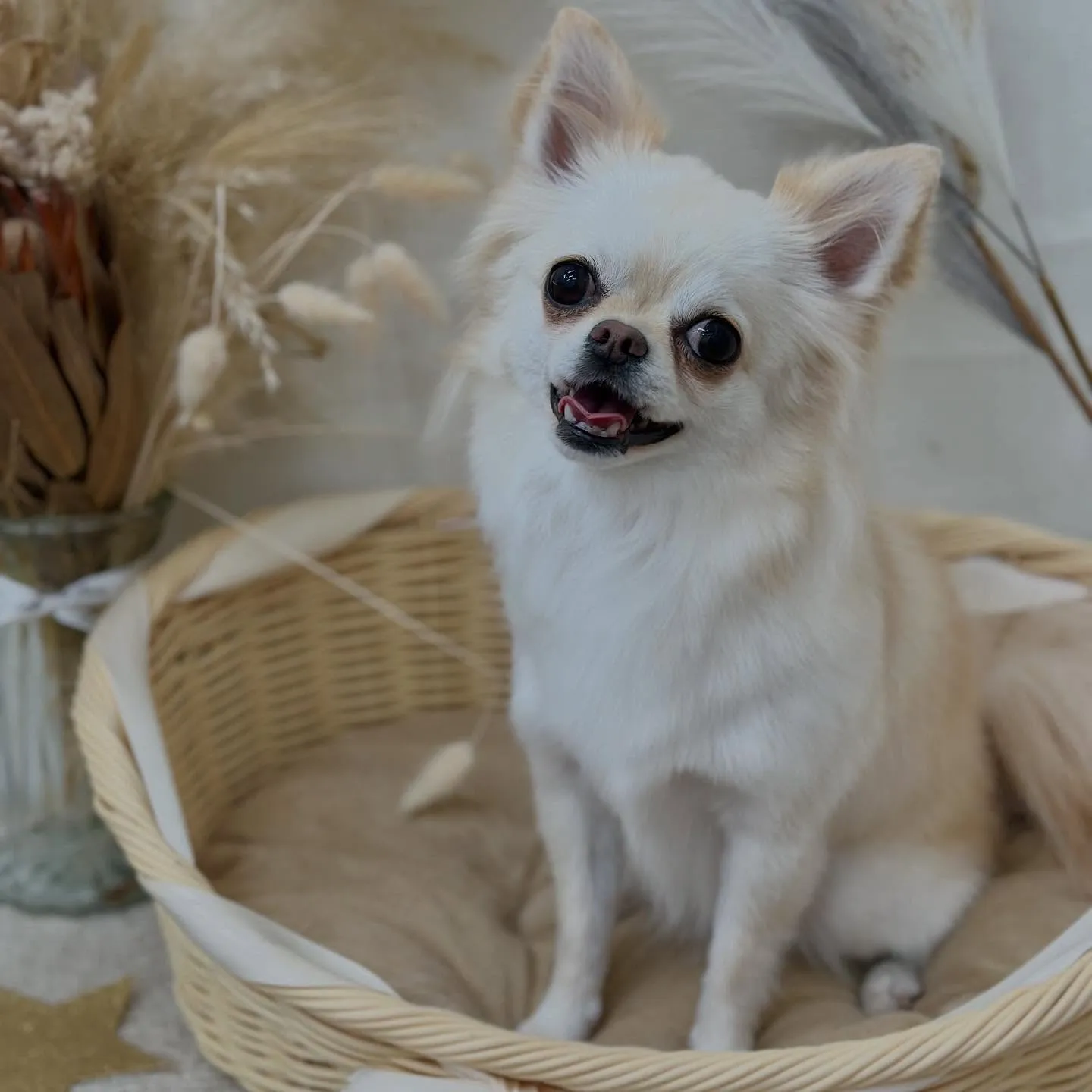 すぅちゃん🌼🫧