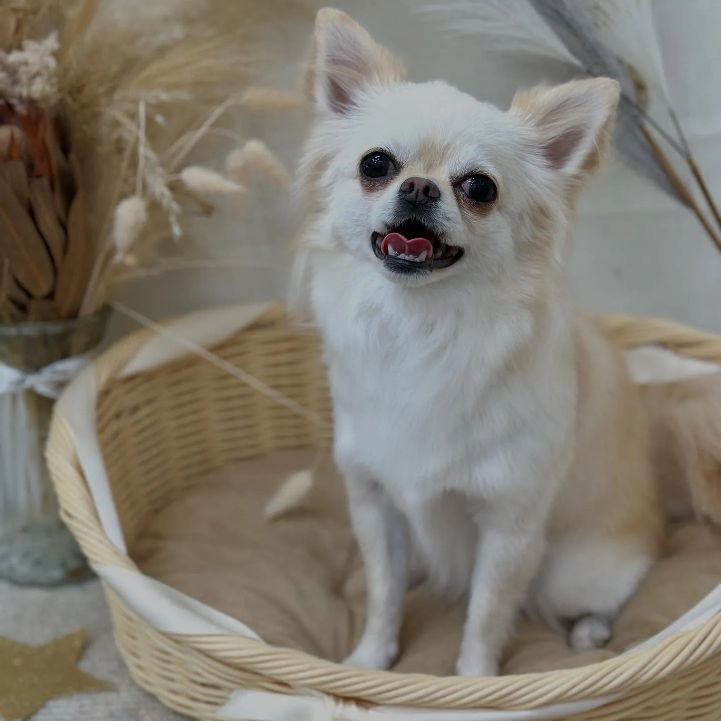 すぅちゃん🌼🫧