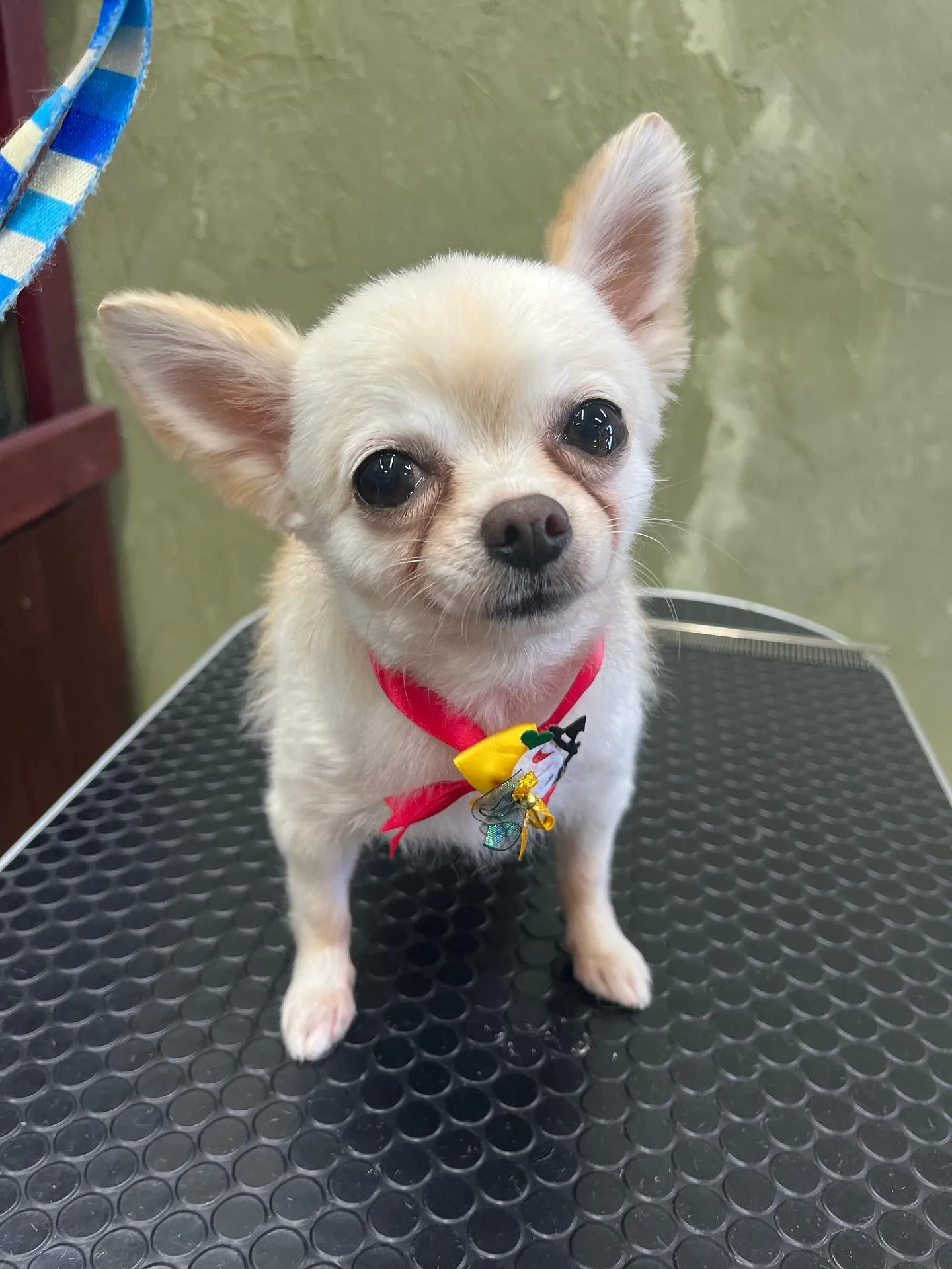 バニラちゃん︎💕︎︎