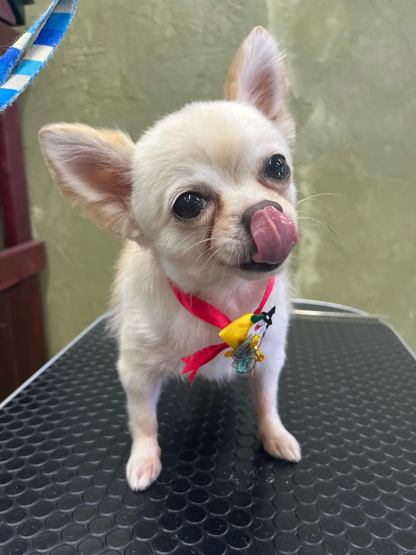 バニラちゃん︎💕︎︎