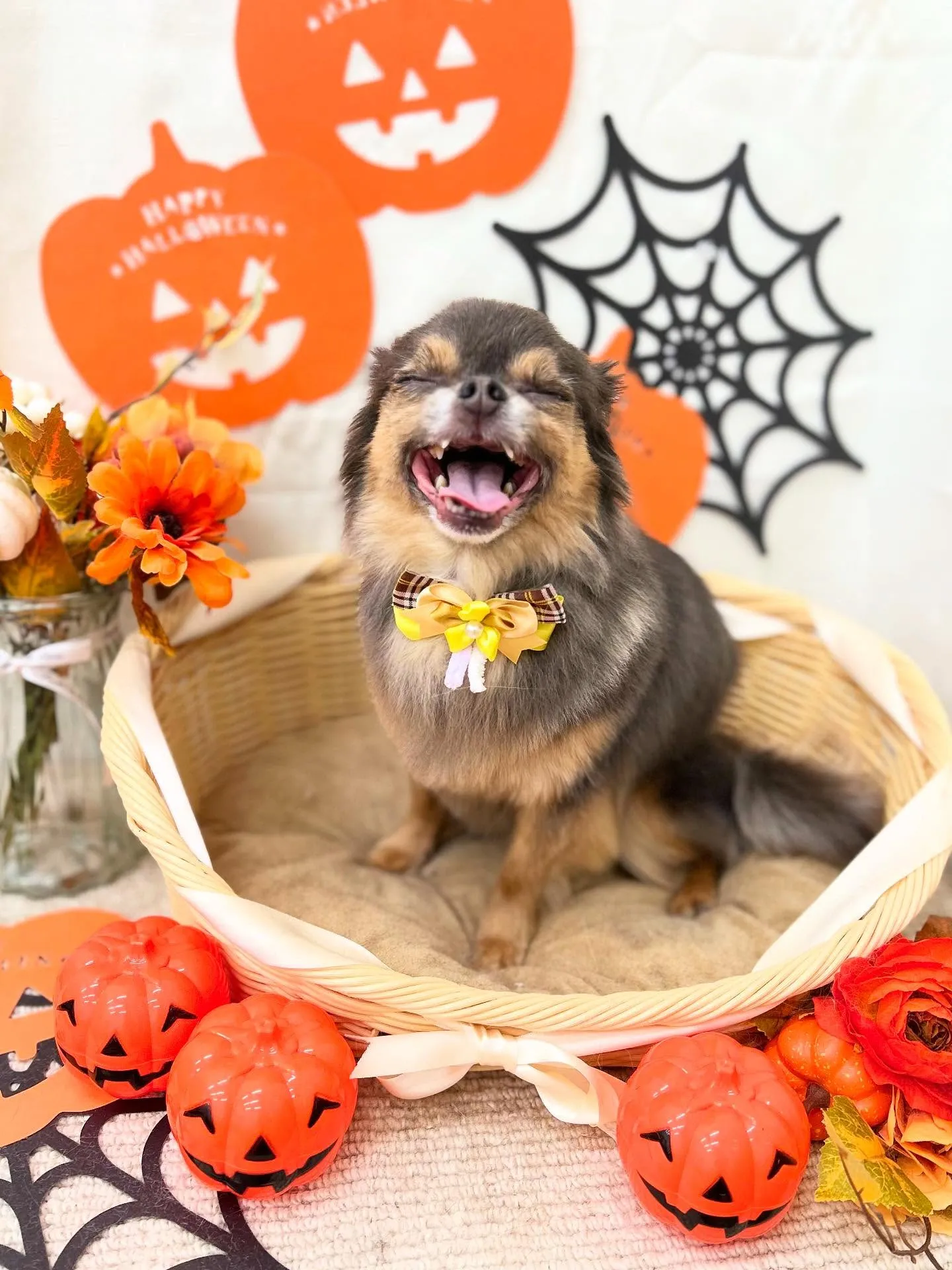 ラプンちゃん🎃