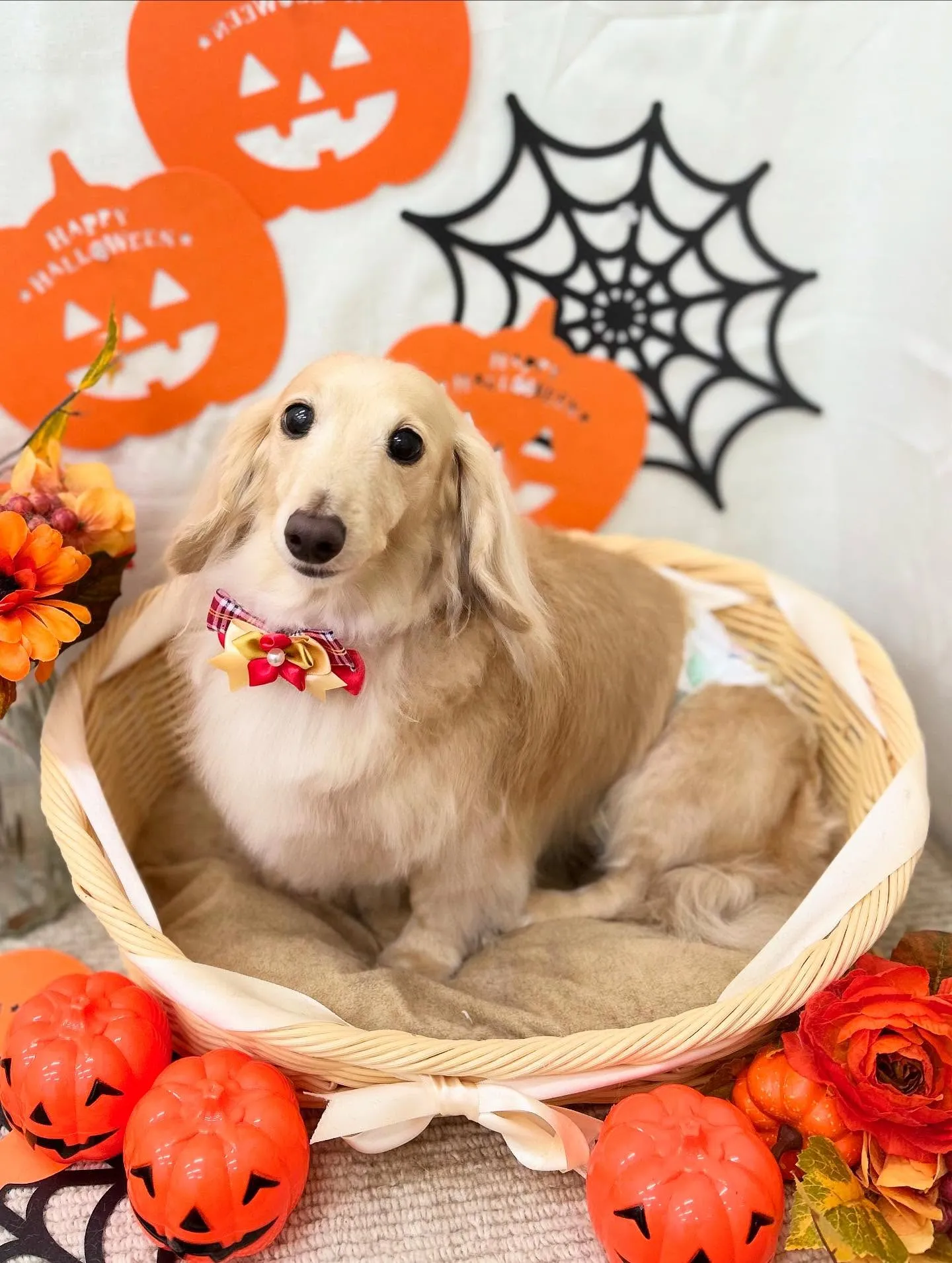 ルノンちゃん🎃