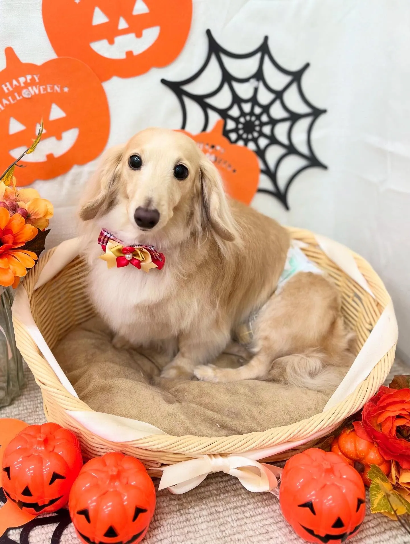 ルノンちゃん🎃