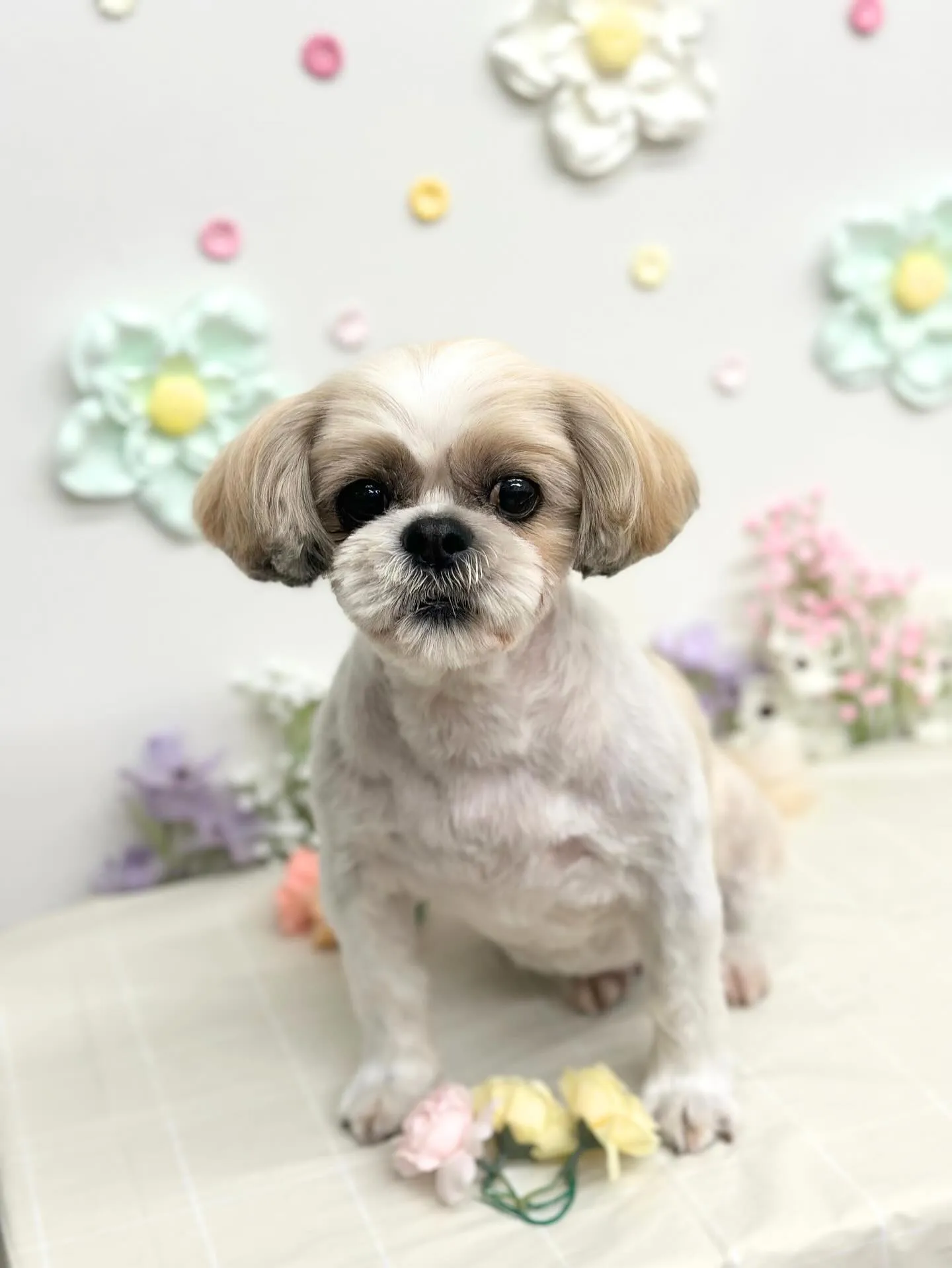 🌿てんてんちゃん🌿