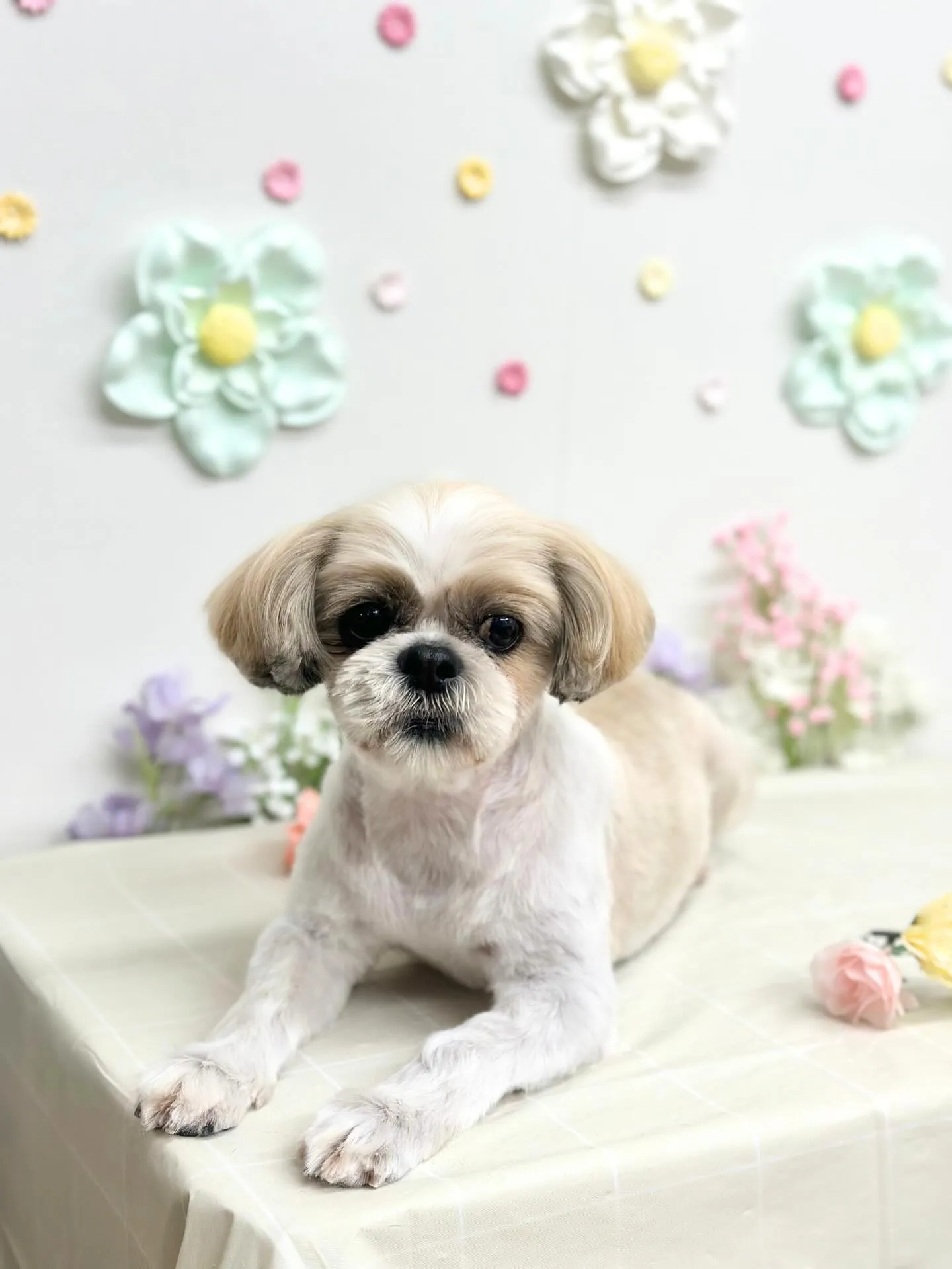 🌿てんてんちゃん🌿