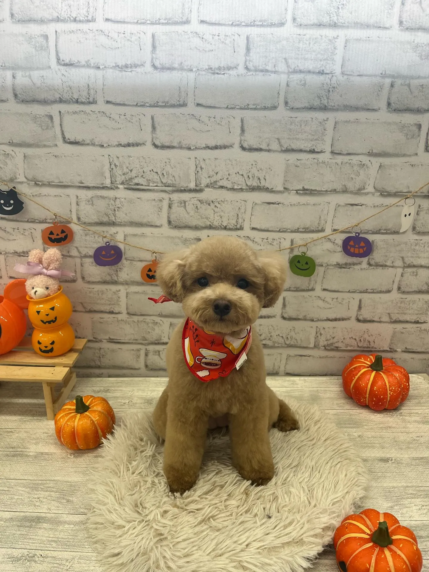 シェリーちゃん︎💕︎︎