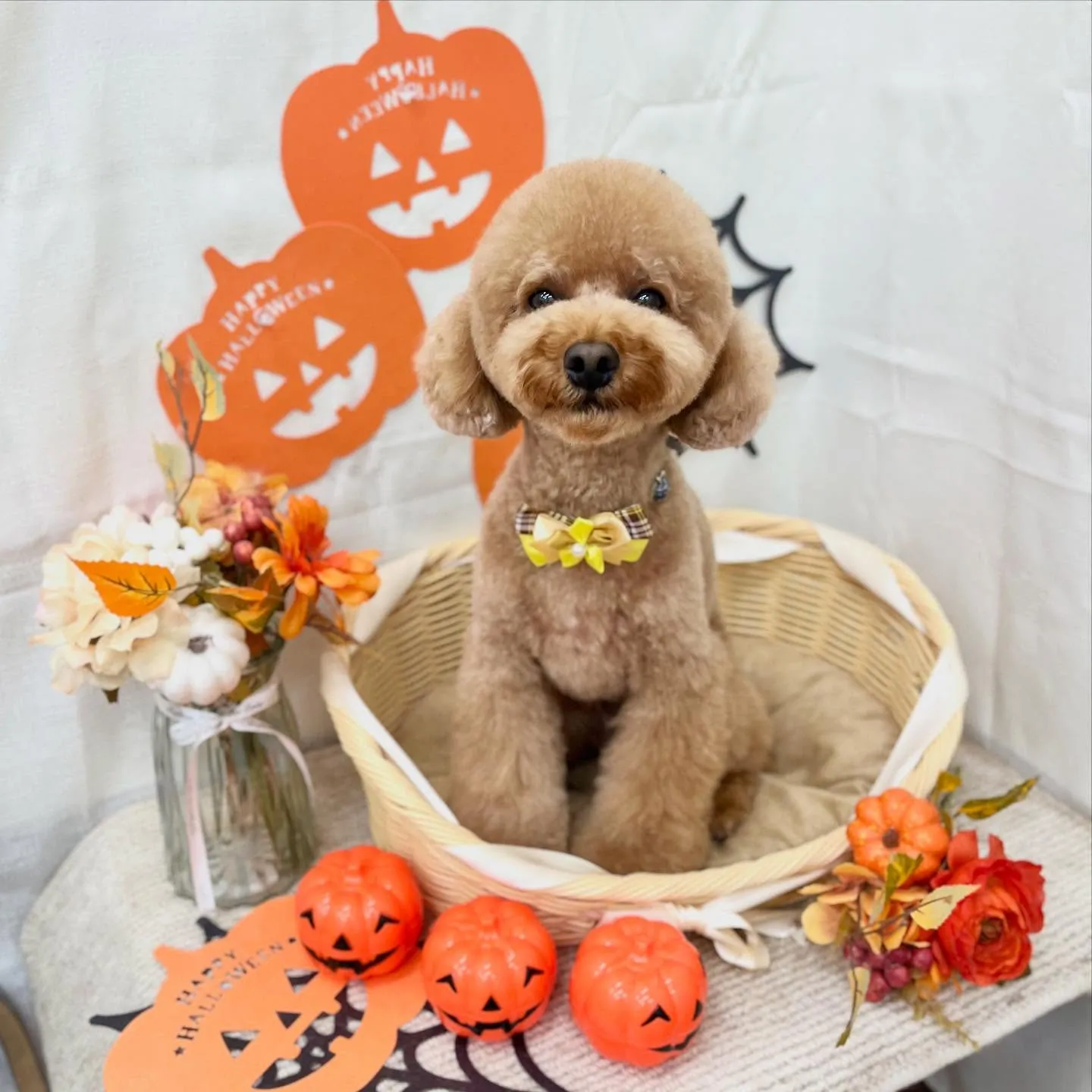 ぴのくん👻🎃